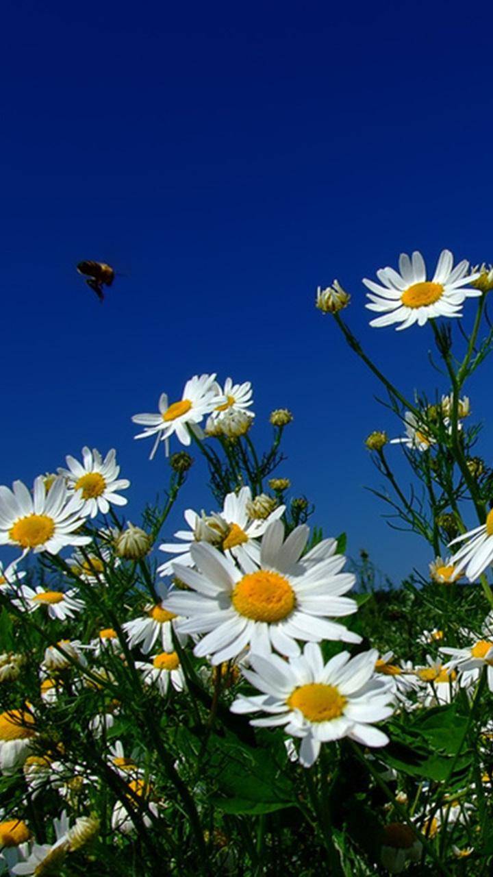 Daisy Vintage Wallpapers Top Free Daisy Vintage Backgrounds