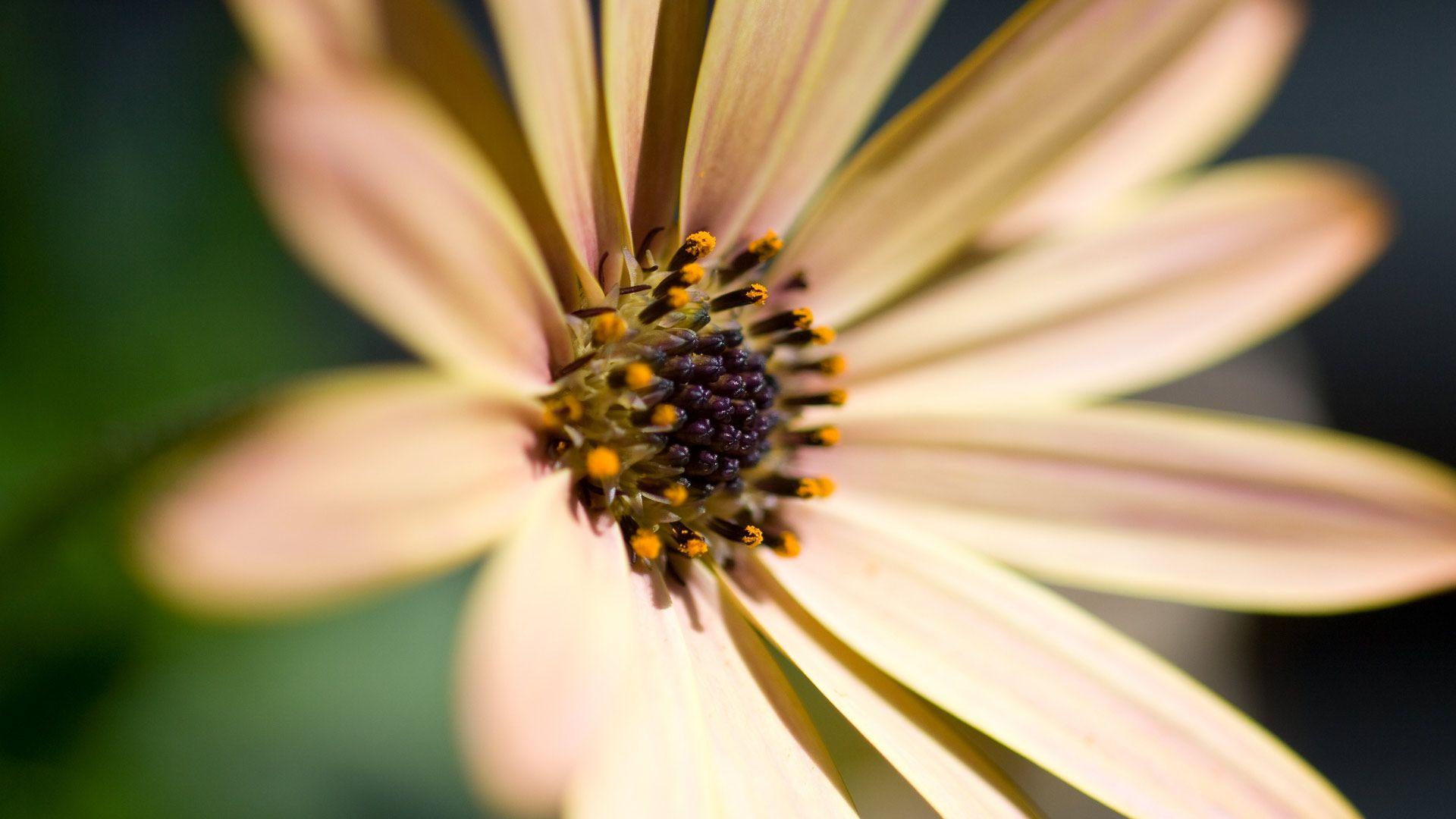1920x1080 Desktop Daisy HD Wallpaper