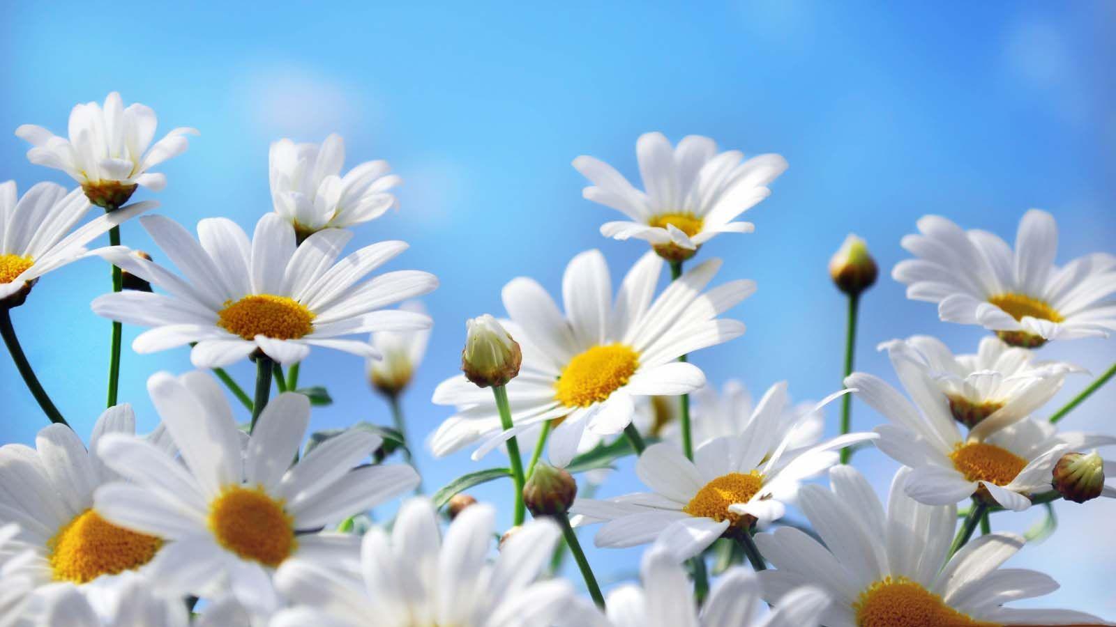 1600x900 Daisy Flower Wallpaper
