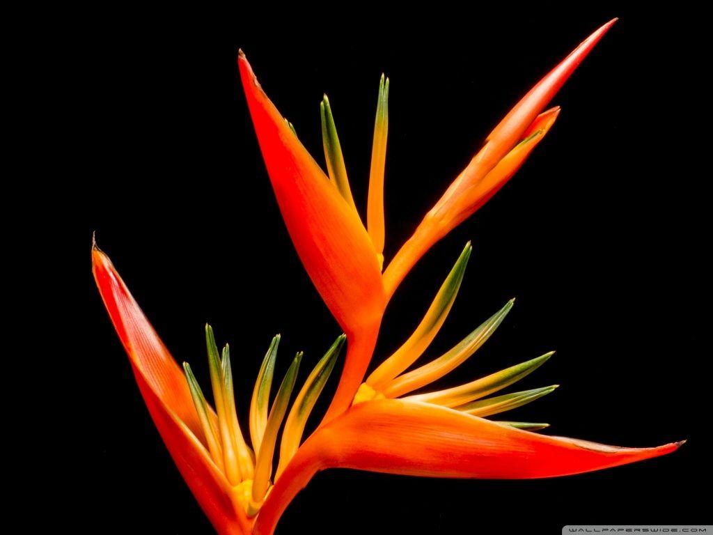 1024x768 Bird Of Paradise Flower Exotic Plant ❤ 4K HD Desktop Wallpaper