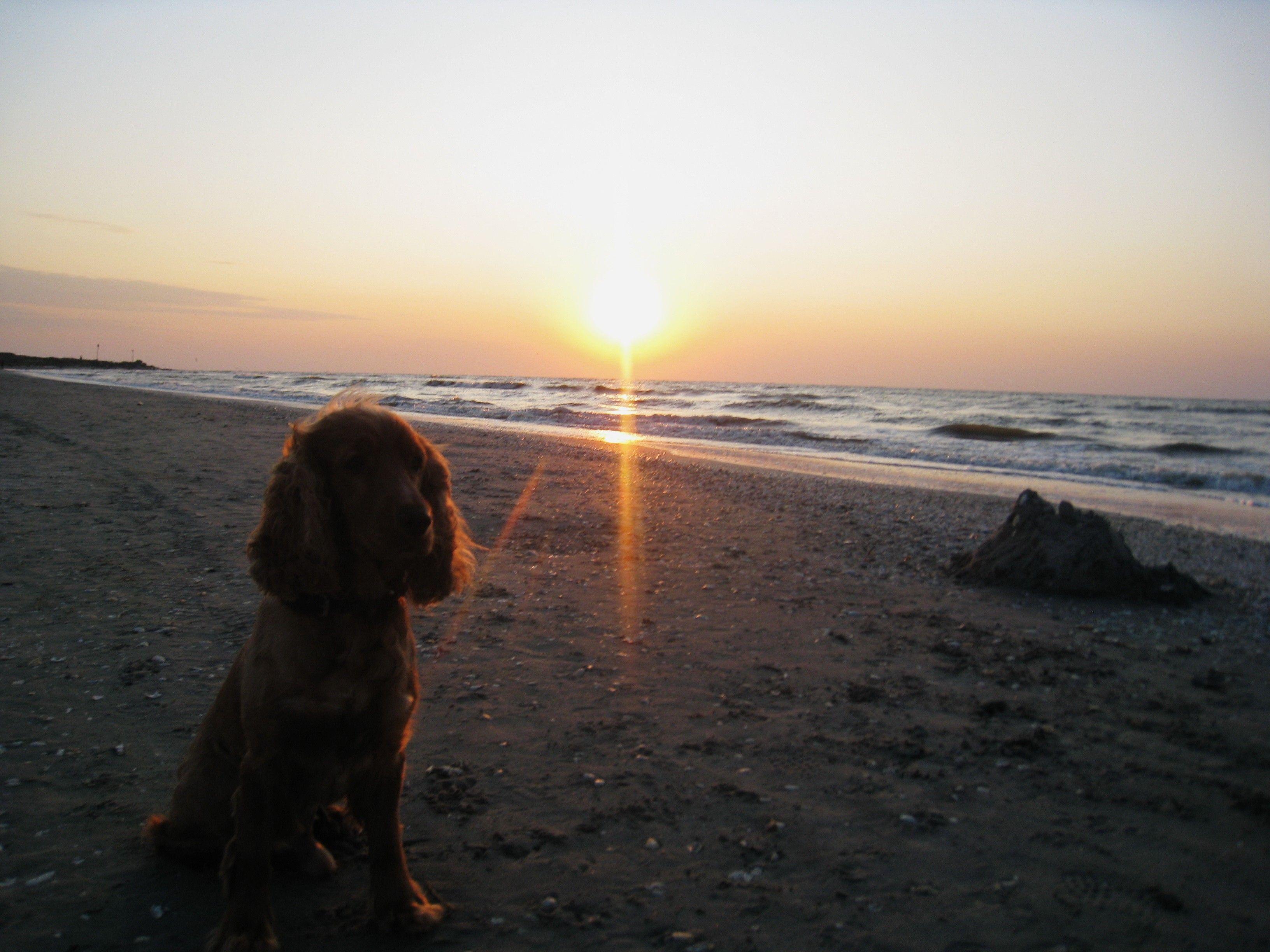3264x2448 Dream Sea Beach Spaniel Dog Sunrise Exotic HD Wallpaper Beach HD