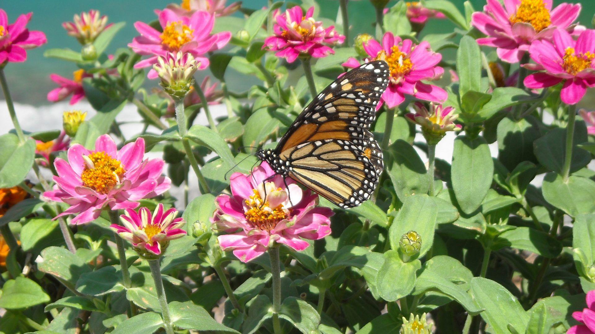 1920x1080 Flower: Butterfly Flowers Bugs Nature Exotic Flower Desktop