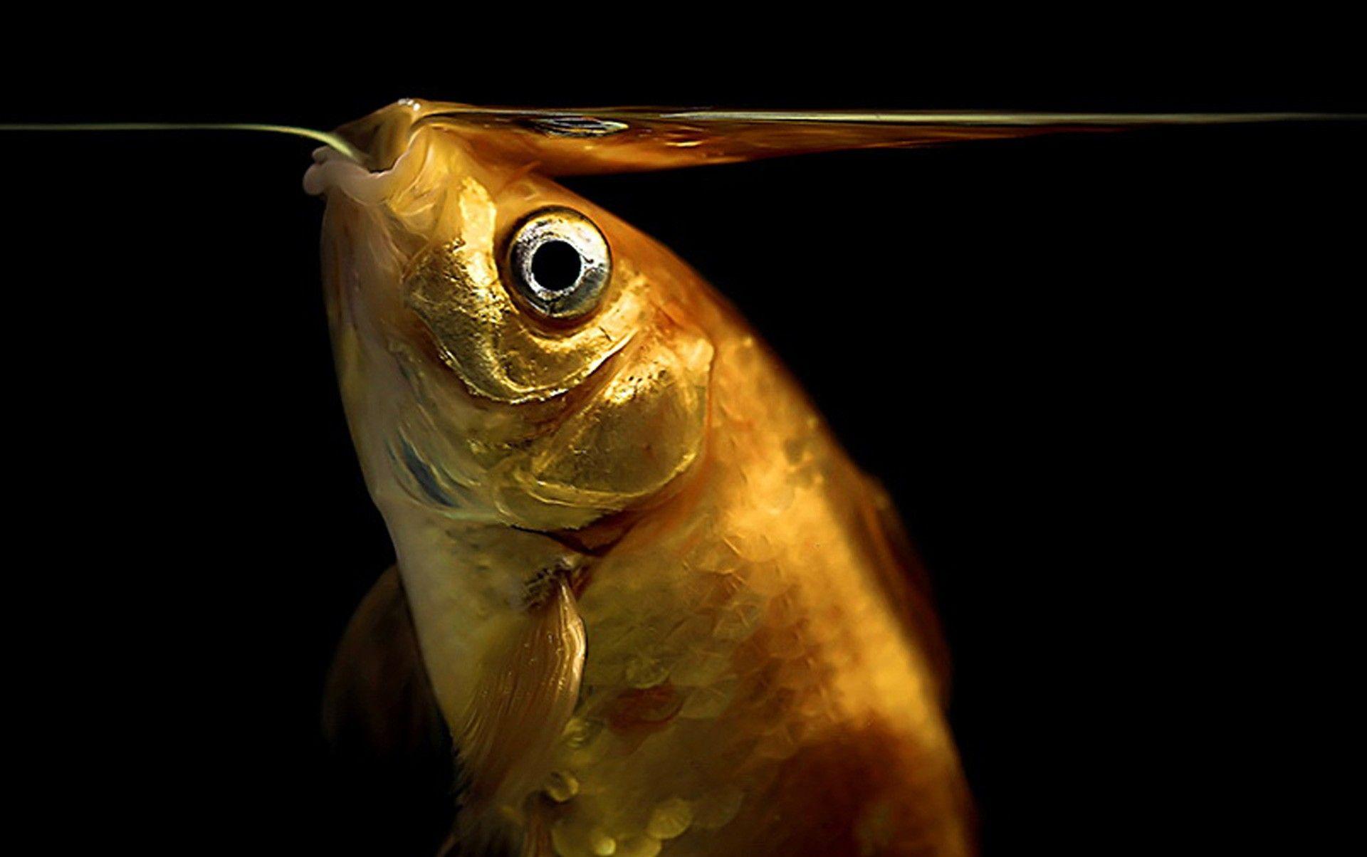 1920x1204 Fishes: Underwater Fishes Goldfish Exotic Fish Wallpaper for HD 16