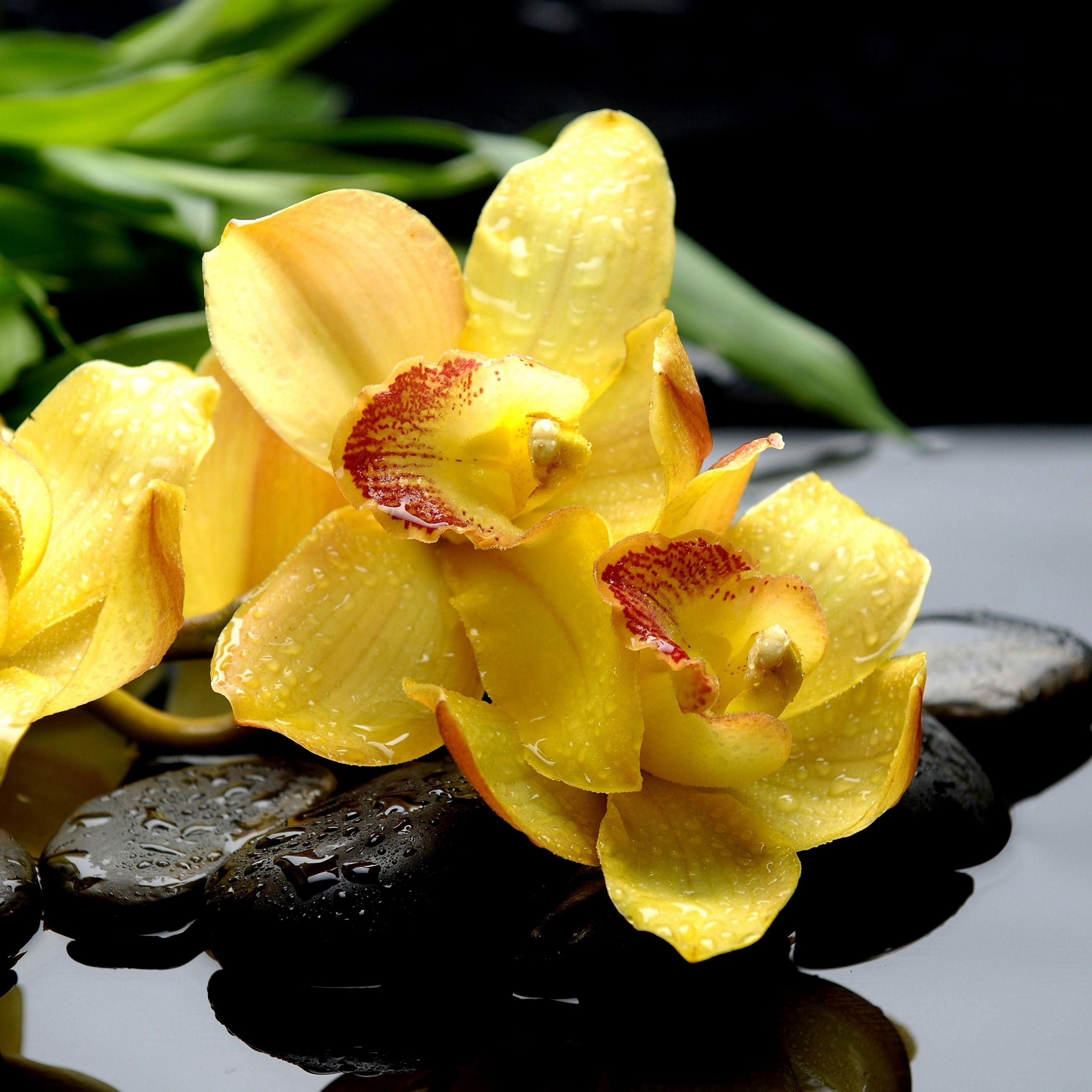 2780x2780 Download wallpaper 2780x2780 orchids, drops, rocks, water, exotic