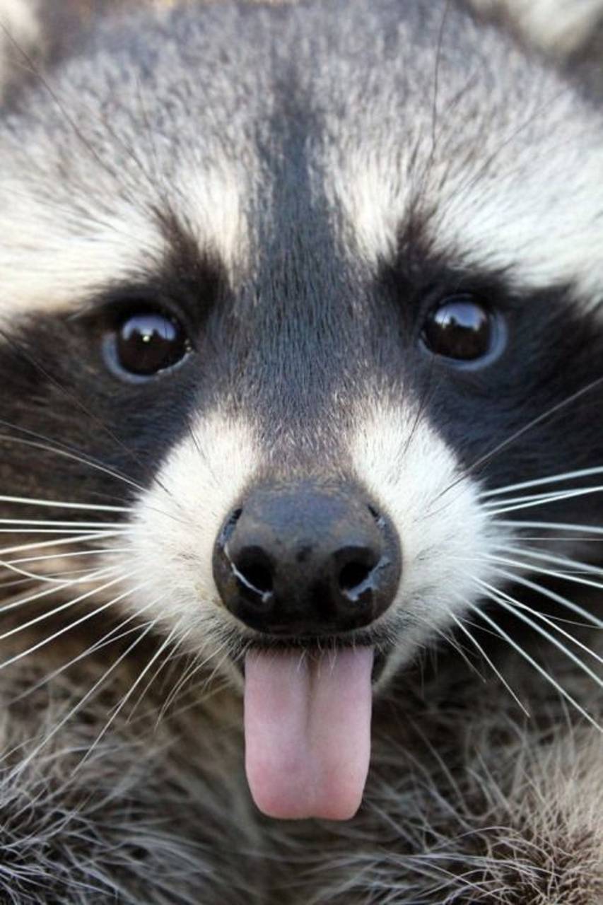 853x1280 Raccoon wallpaper