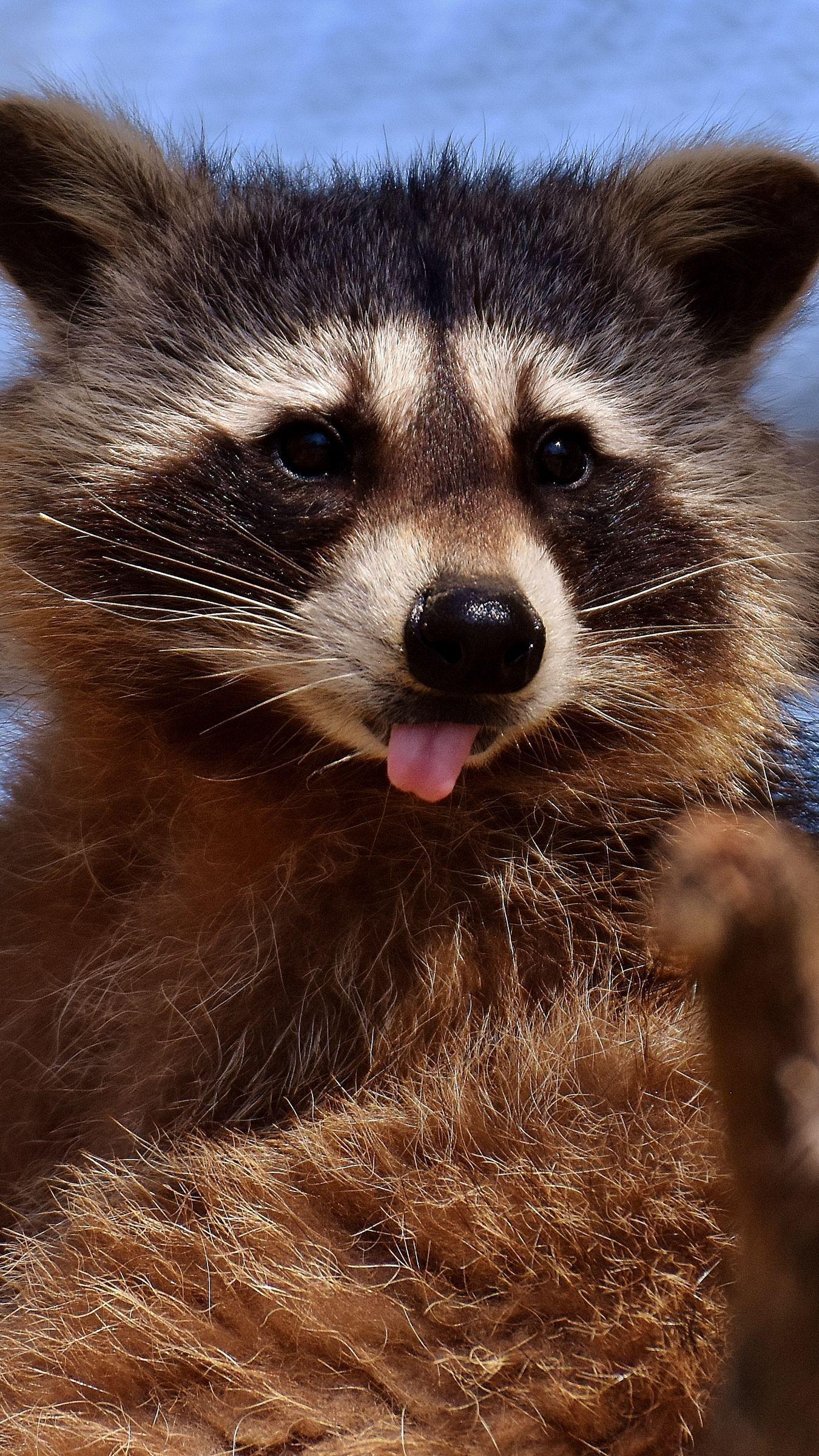 1350x2400 Download wallpaper 1350x2400 raccoon, protruding tongue, muzzle iphone 8+/7+/6s+/for parallax HD background