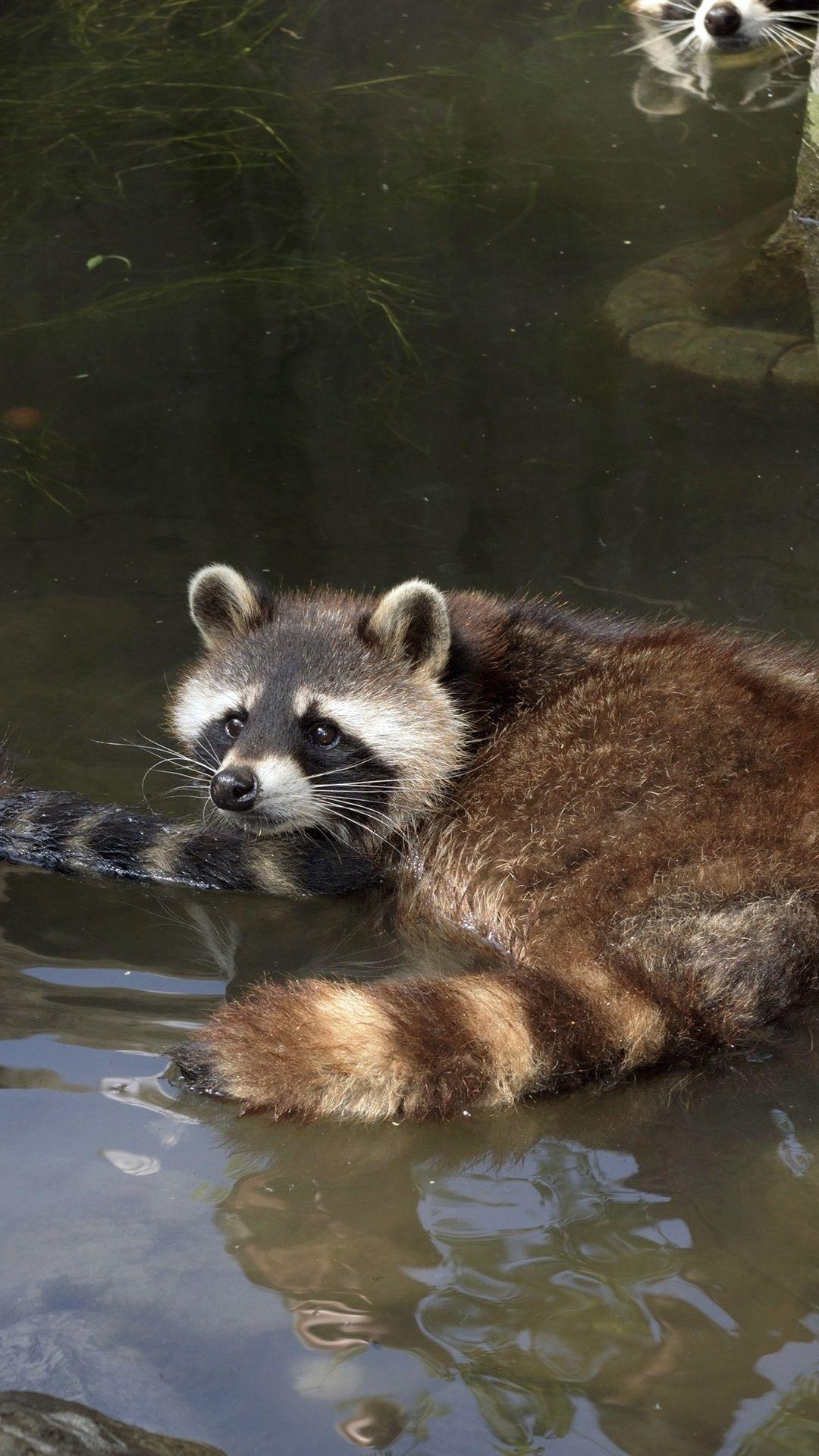 1080x1920 Raccoons Bathing In Pond 1080x1920 IPhone 8 7 6 6S Plus Wallpaper, Background, Picture, Image