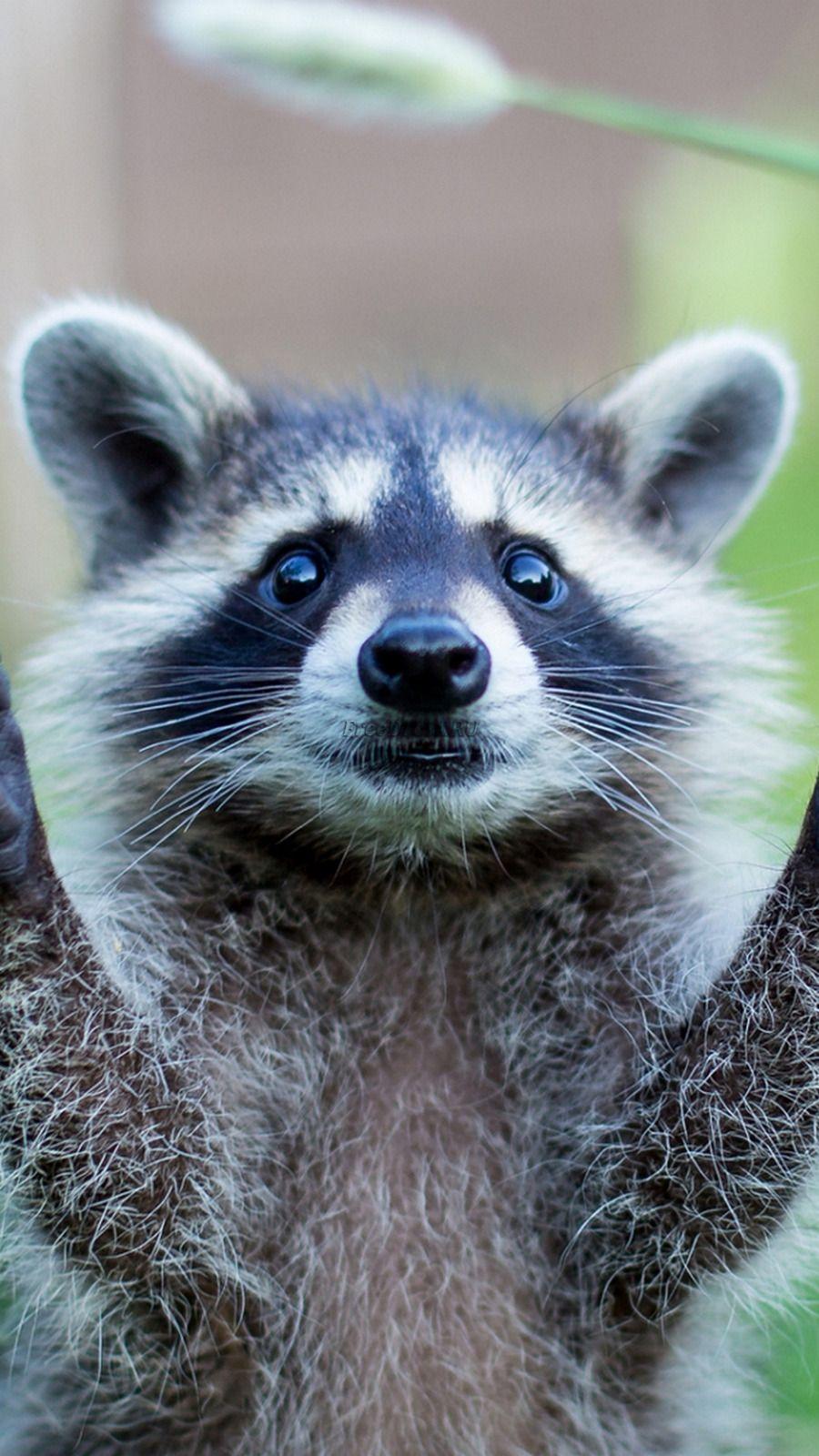 900x1600 iPhone Background png download*1920 Transparent Animal png Download. / KissPNG