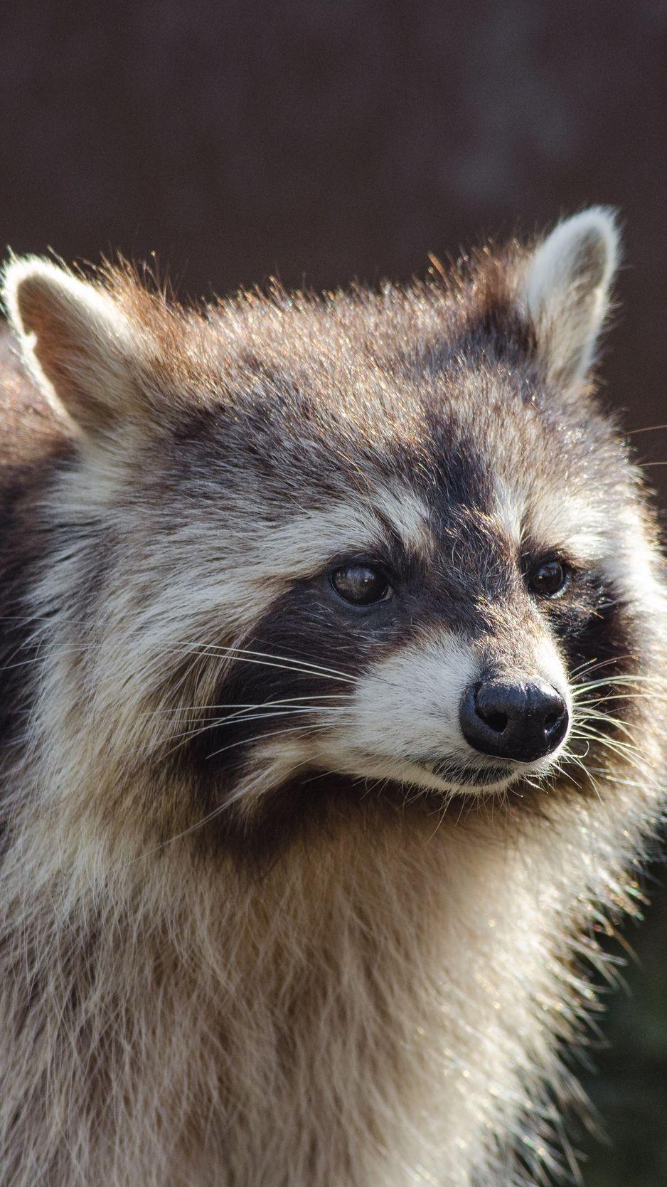 938x1668 Download Wallpaper 938x1668 Raccoon, Muzzle, Striped Iphone 8 7 6s 6 For Parallax HD Background