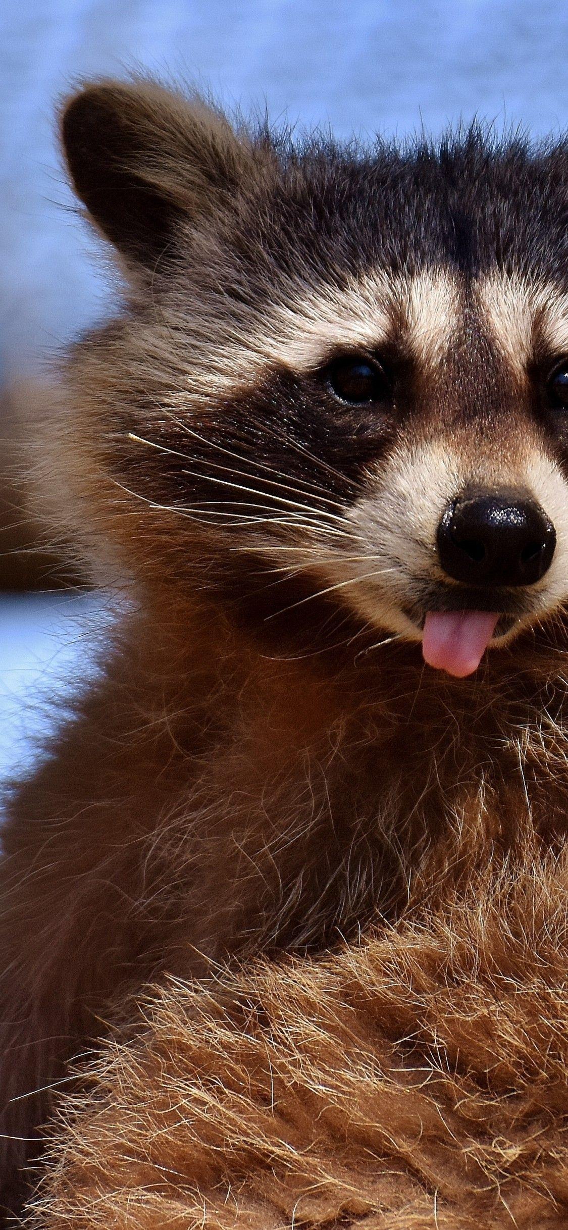 1125x2436 Download 1125x2436 Raccoon, Tongue, Adorable Wallpaper for iPhone X