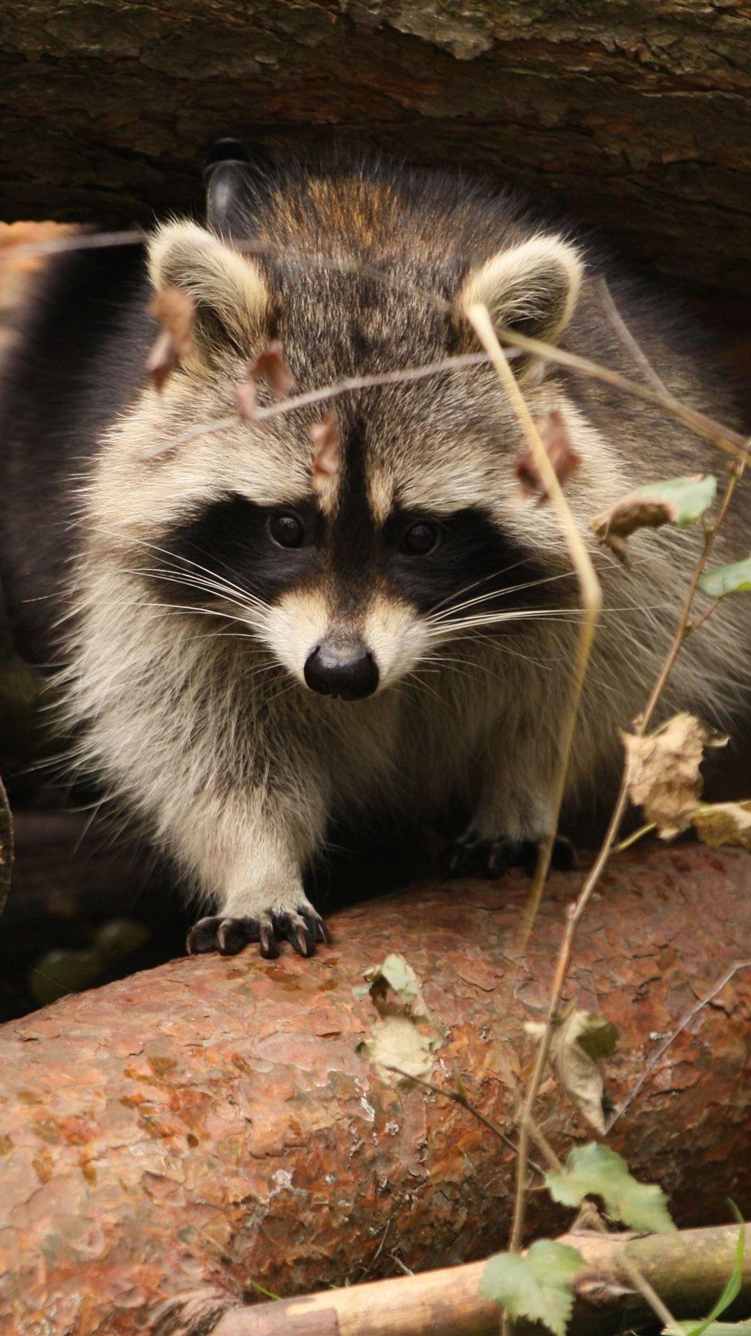1080x1920 Raccoon, Wood 1242x2688 IPhone 11 Pro XS Max Wallpaper, Background, Picture, Image