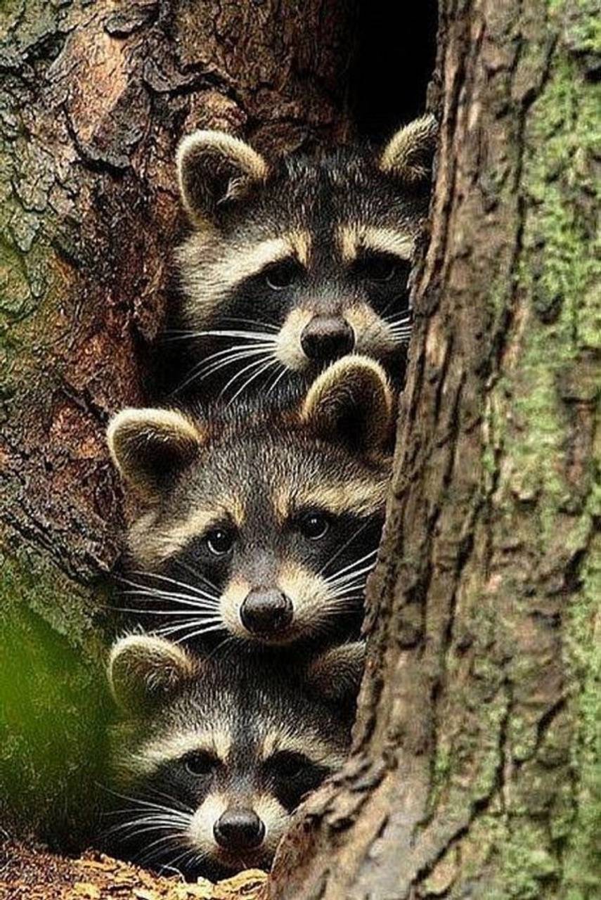 855x1280 Raccoon wallpaper