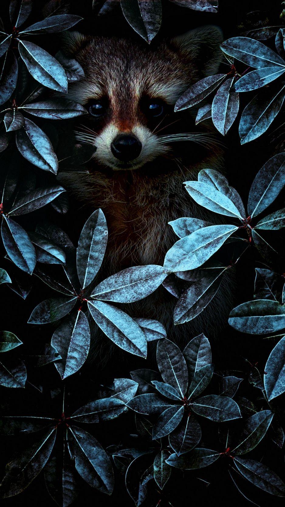 938x1668 Raccoon, leaves, disguise background. Animal wallpaper, Animal art, Cute animals
