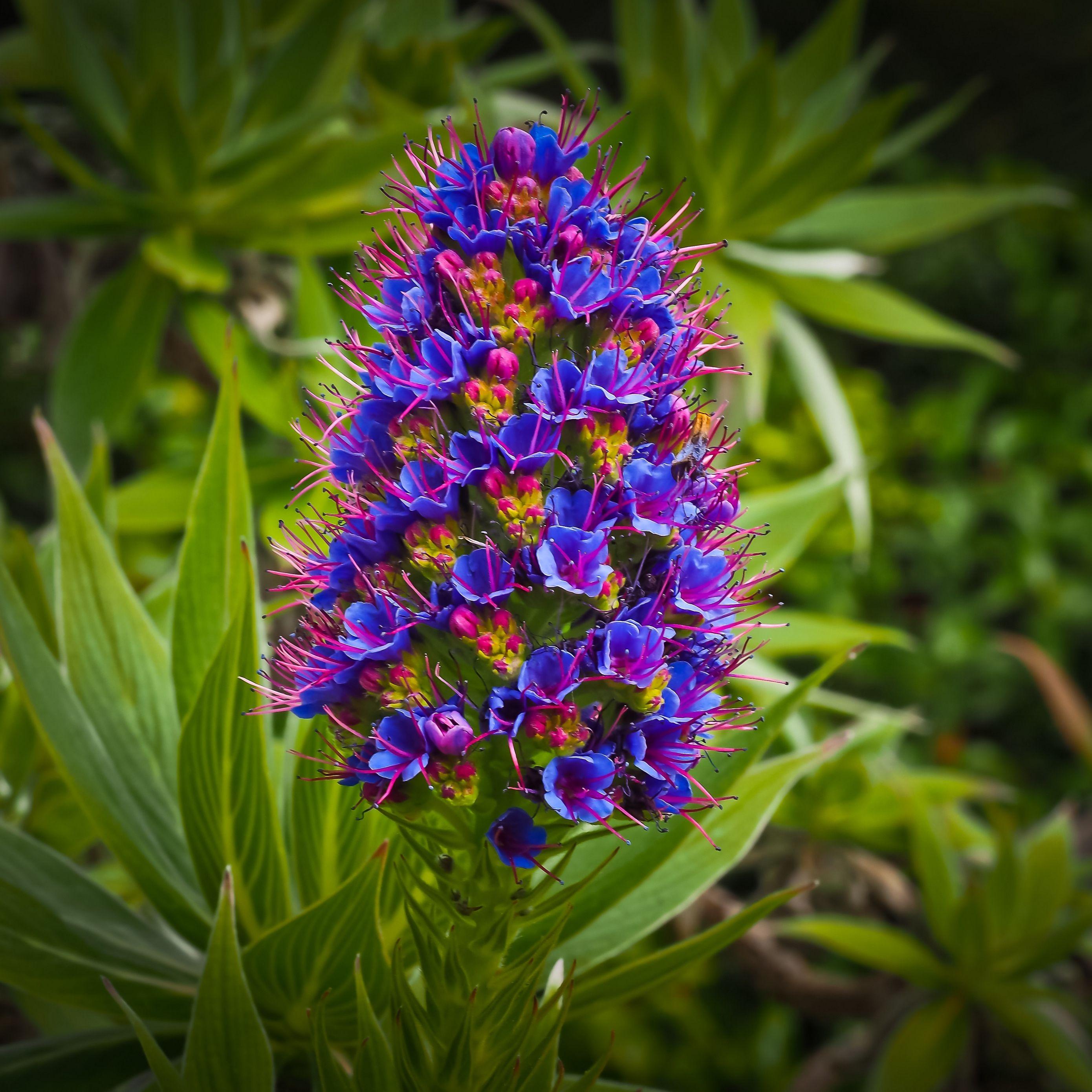 2780x2780 Download wallpaper 2780x2780 exotic flower, grass, bud ipad air