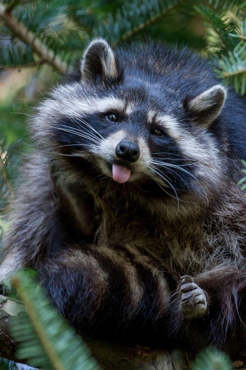 800x1200 Wallpaper Raccoon, Tree, Nature - Енот Обои На Телефон