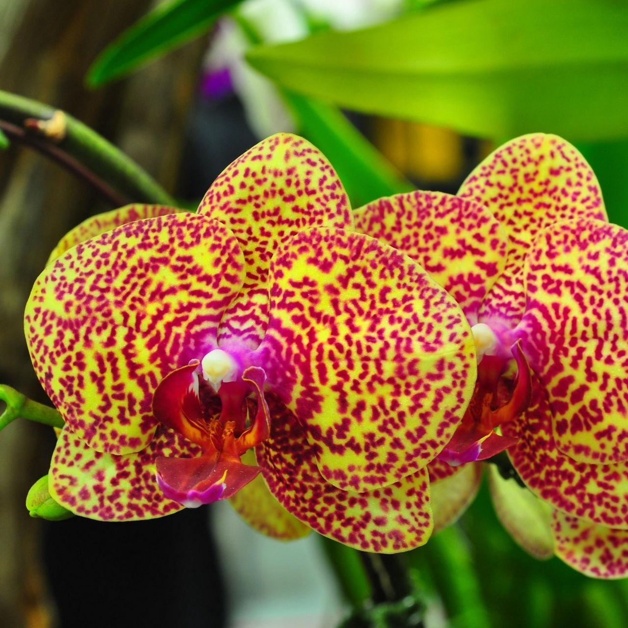 1280x1280 Download wallpaper 1280x1280 orchids, flowers, spotted, branch