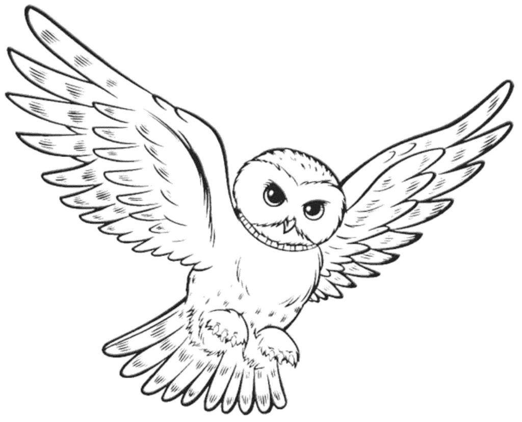 1024x829 Coloring Drawing Color Owl Download Wallpaper On Jakpost Travel Coloring 2323255 Drawing In Flight Image Simple Step By Great Horned 29 Amazing Owl Drawing Color Picture Inspirations. Drawing Color Pencil. Owl