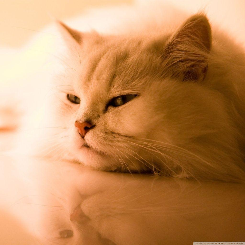 1024x1024 Exotic White Cat ❤ 4K HD Desktop Wallpaper for 4K Ultra HD TV