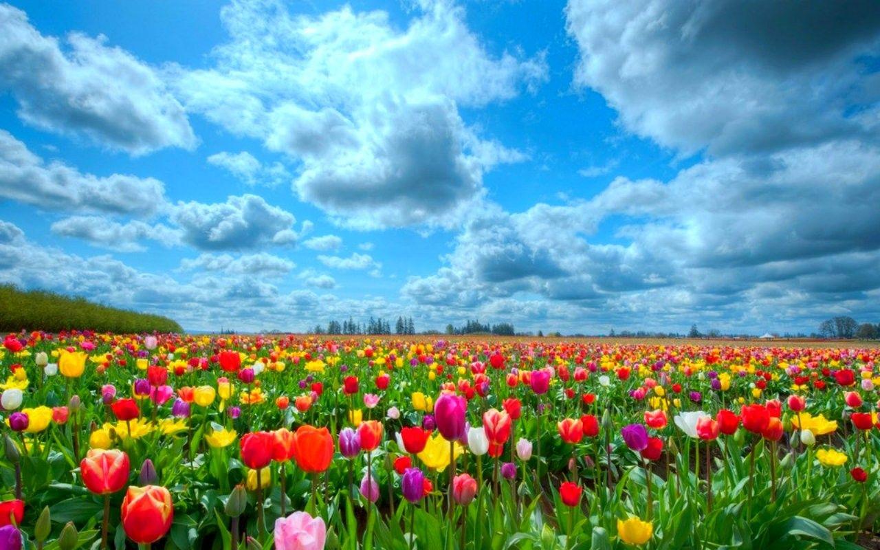 1280x800 Flower Fields Flowers Nature Sky Exotic Desktop Wallpaper Flower