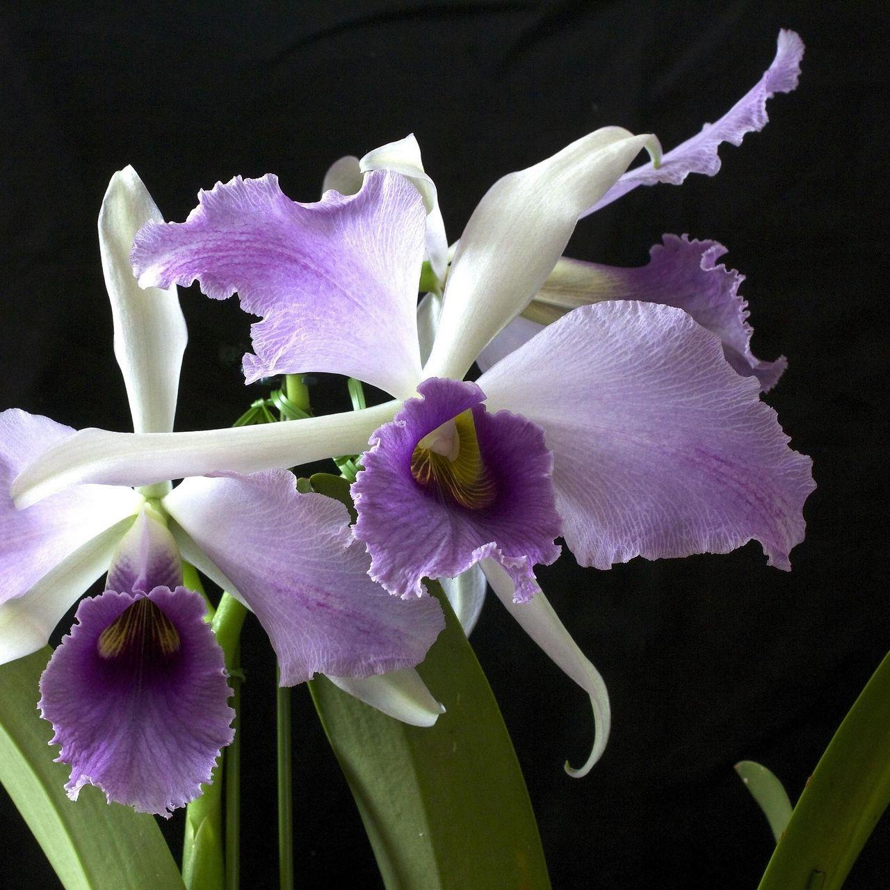 1280x1280 Download Wallpaper 1280x1280 Orchid, Flower, Exotic, Close Up, Black