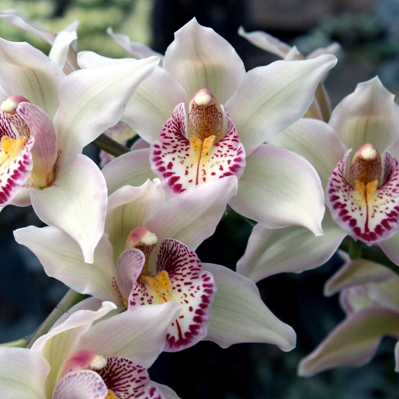 1280x1280 Download wallpaper 1280x1280 orchids, flowers, spotted, exotic ipad