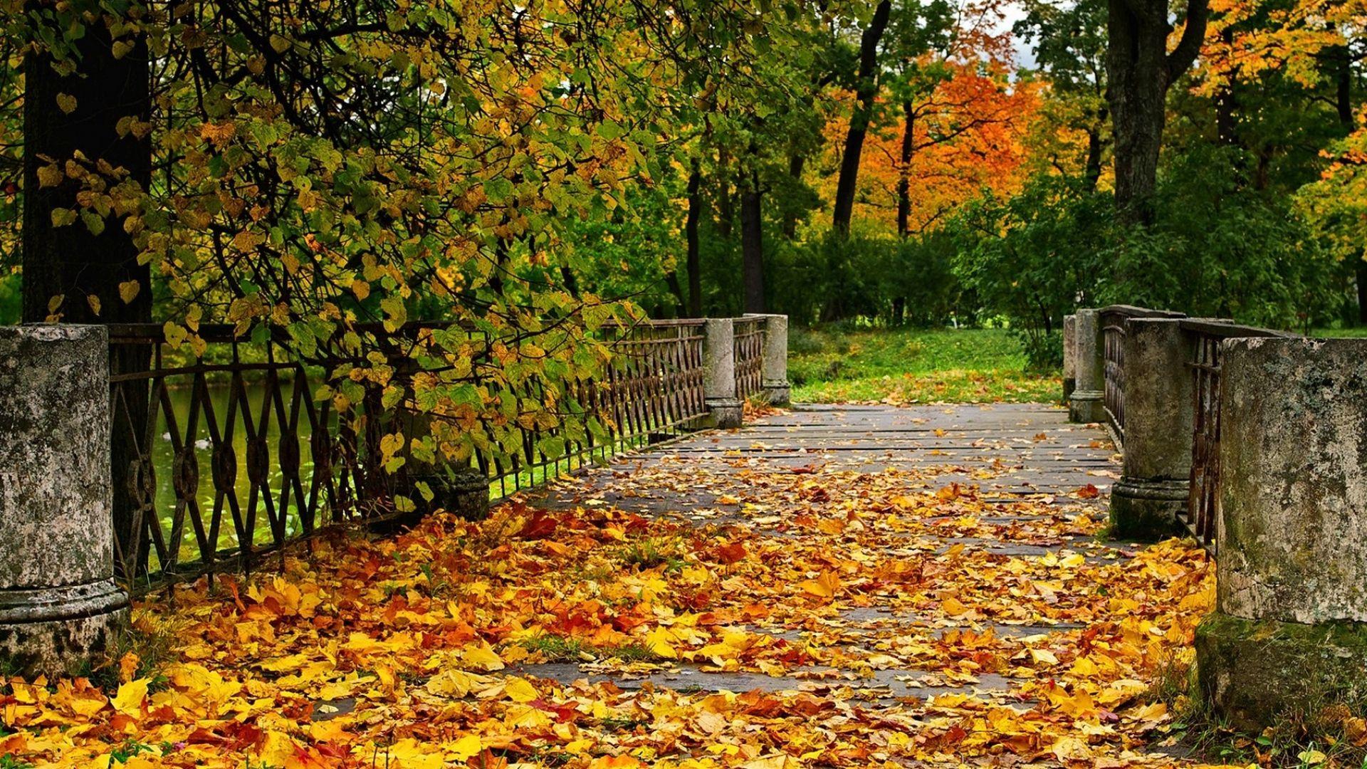 1920x1080 Download Wallpaper 1920x1080 autumn, bridge, trees, landscape Full HD 1080p HD Background