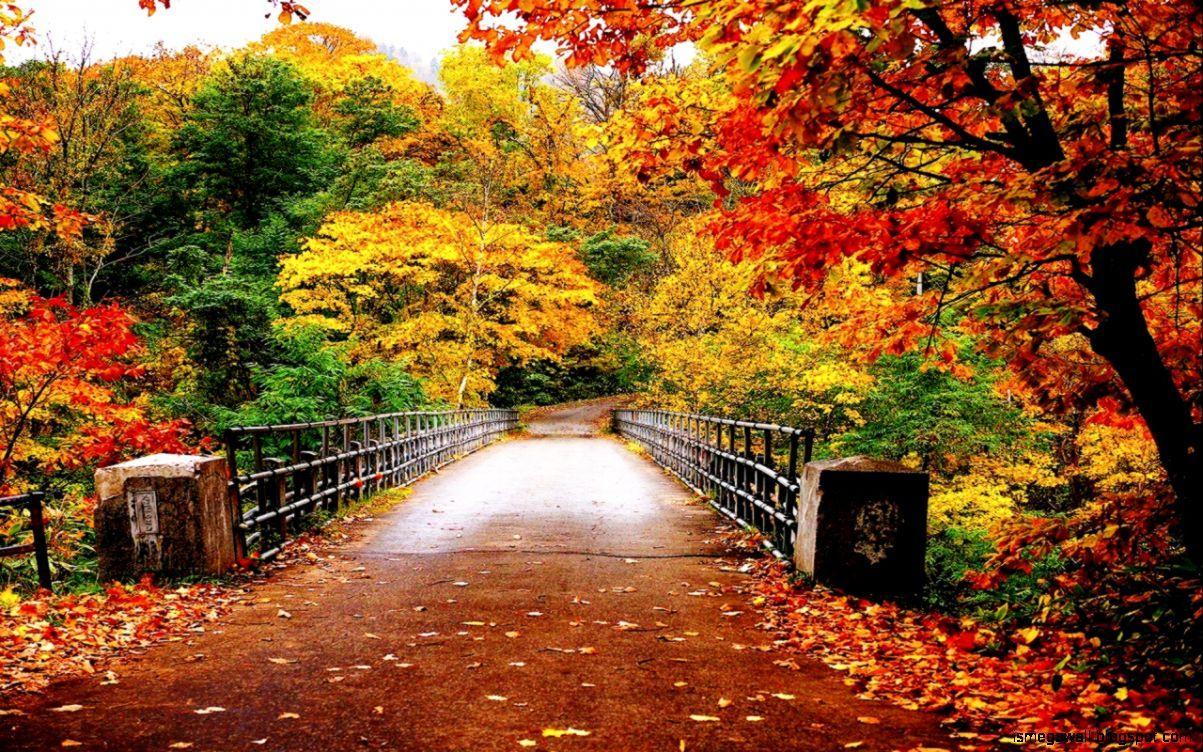 Autumn Bridge Wallpapers Top Free Autumn Bridge Backgrounds Wallpaperaccess 