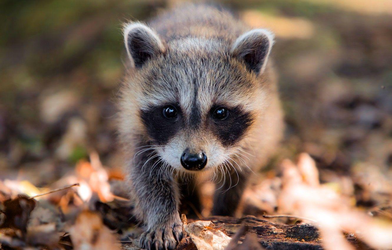 Types Of Baby Raccoon Wallpapers
