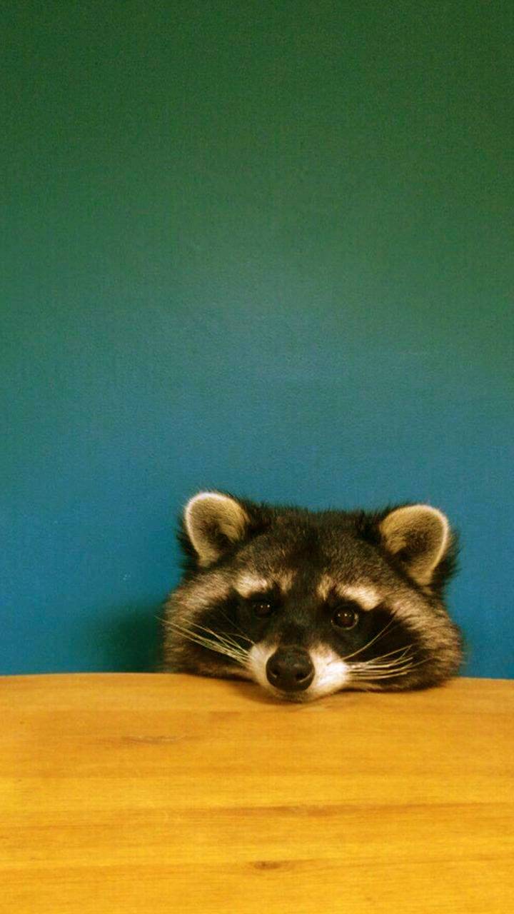 720x1280 Lonely Lil Raccoon wallpaper