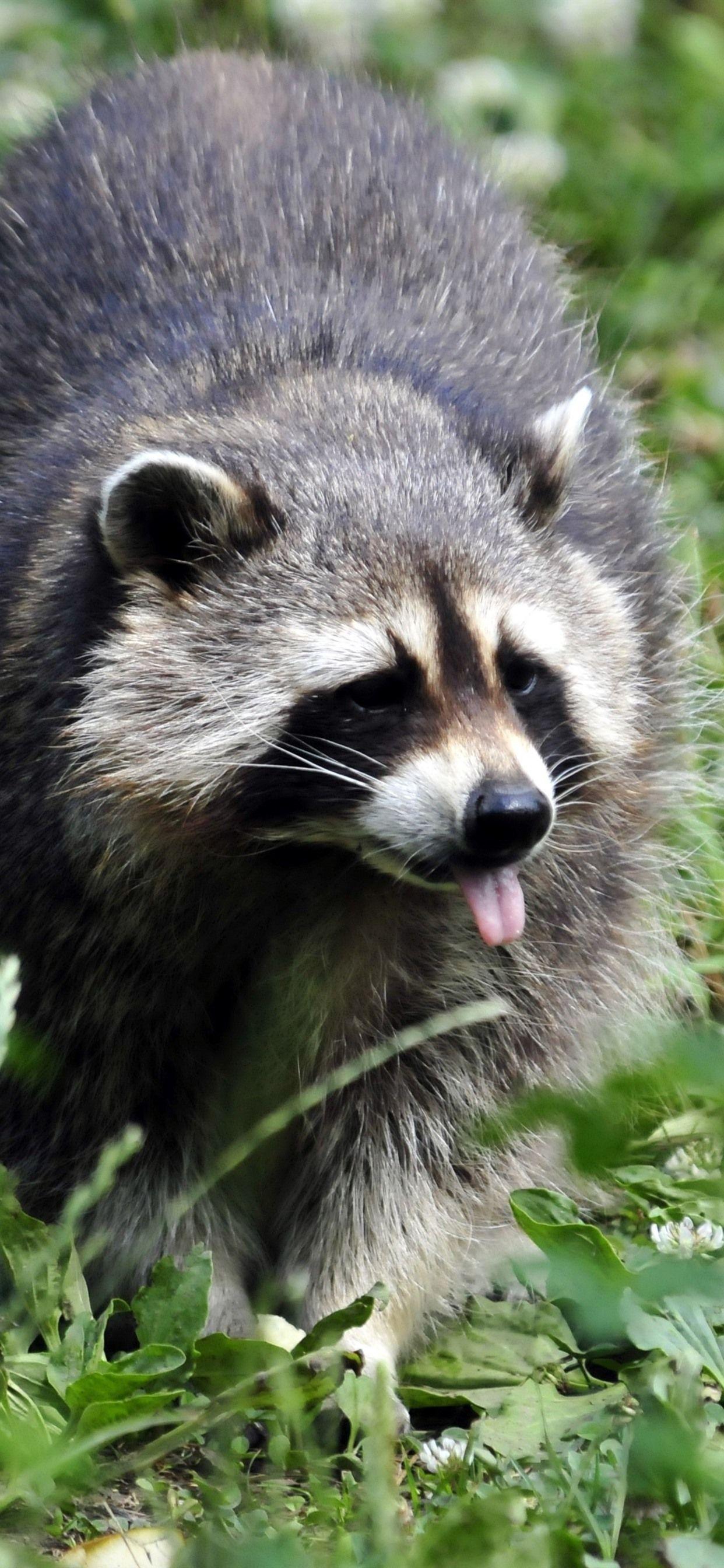 1242x2688 Wallpaper Raccoon walking, grass 3840x2160 UHD 4K Picture, Image