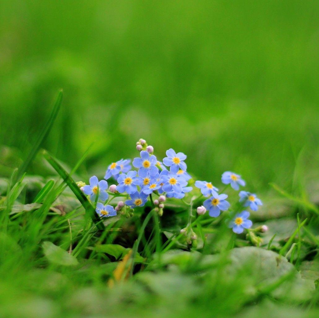 1030x1028 Flower Remember Flowers Grass Blue Exotic Desktop Wallpaper Flower