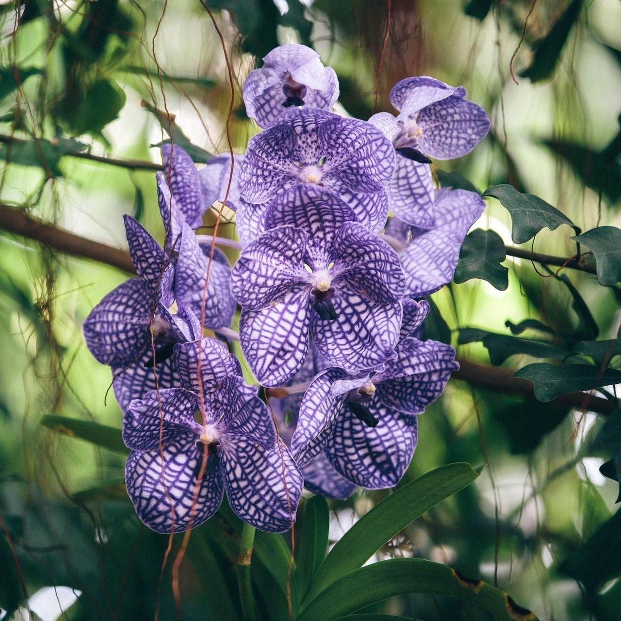 1280x1280 Download wallpaper 1280x1280 orchid, purple, striped, exotic