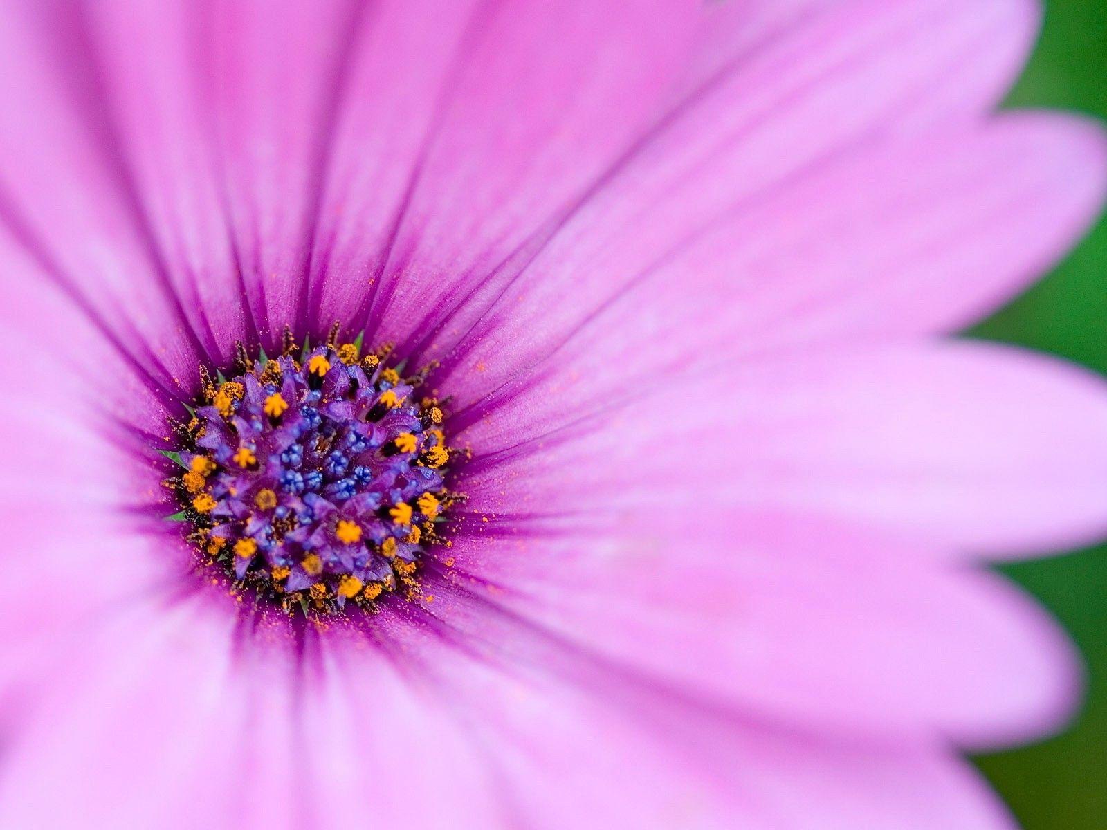 1600x1200 Flowers: Univers Flower Exotic Desktop Background for HD 16:9 High