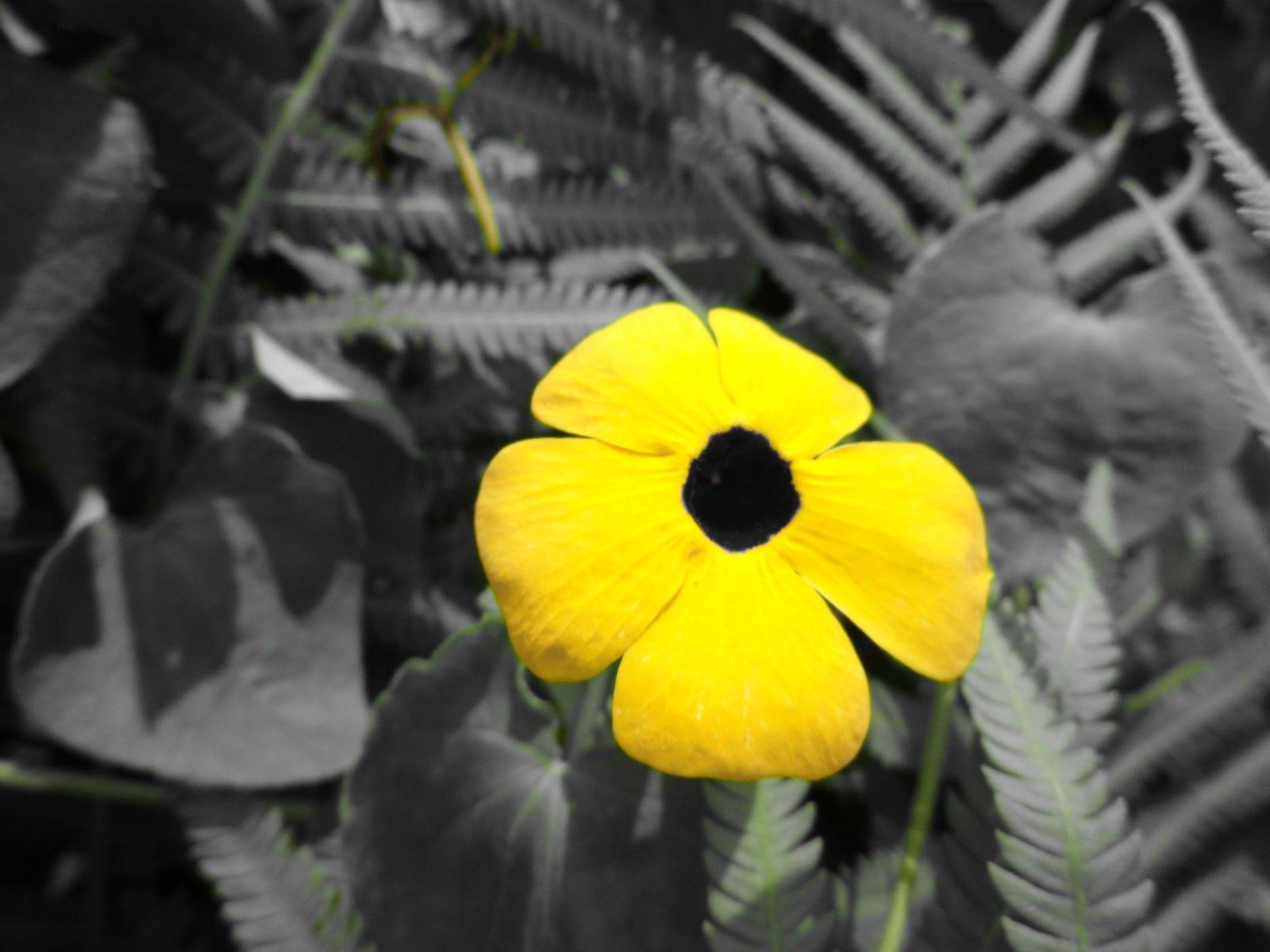 1600x1200 Lemon Flower Yellow Exotic Desktop Background Flower for HD 16:9