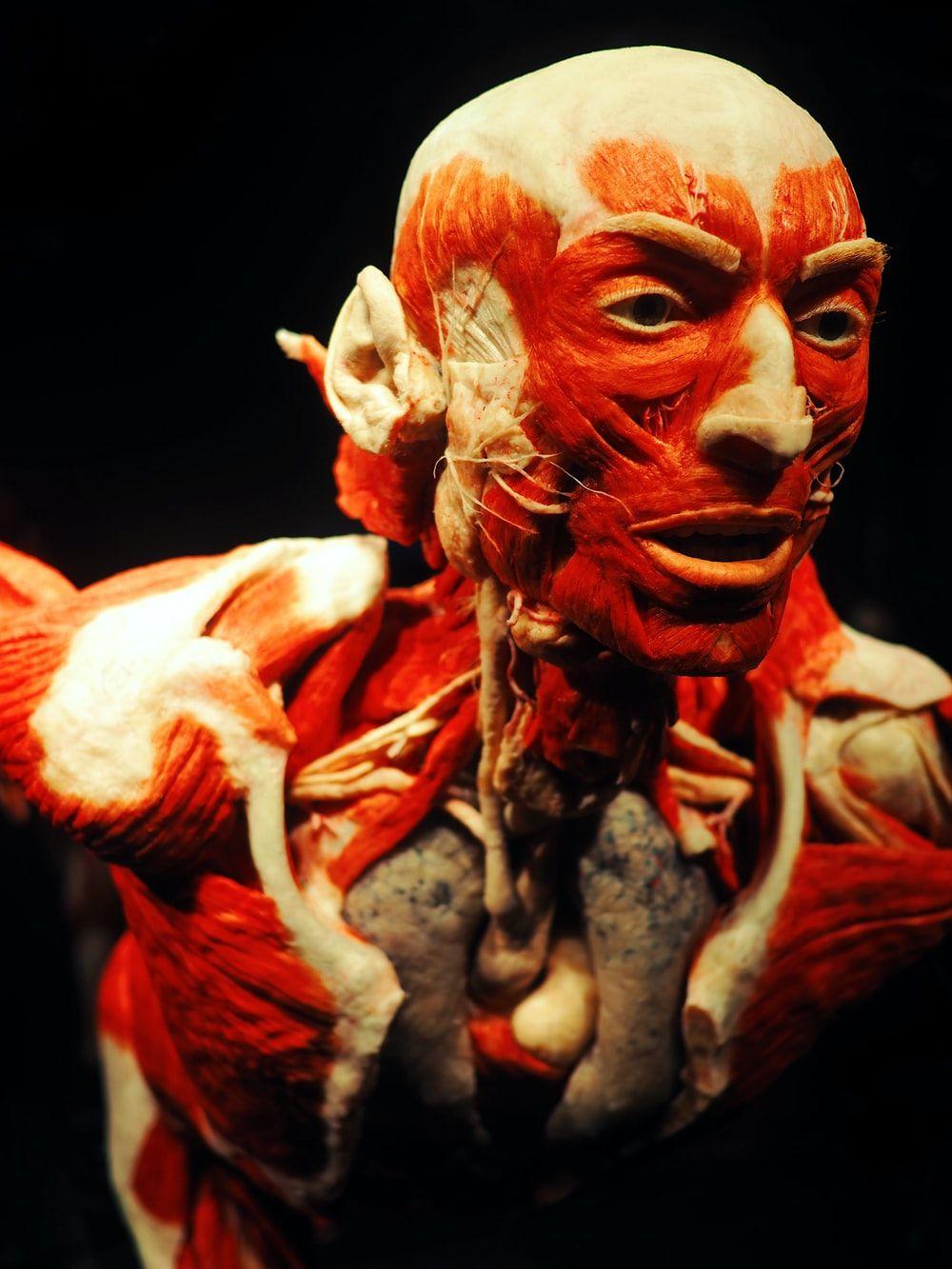 1000x1333 Human Physiology Picture. Download Free Image
