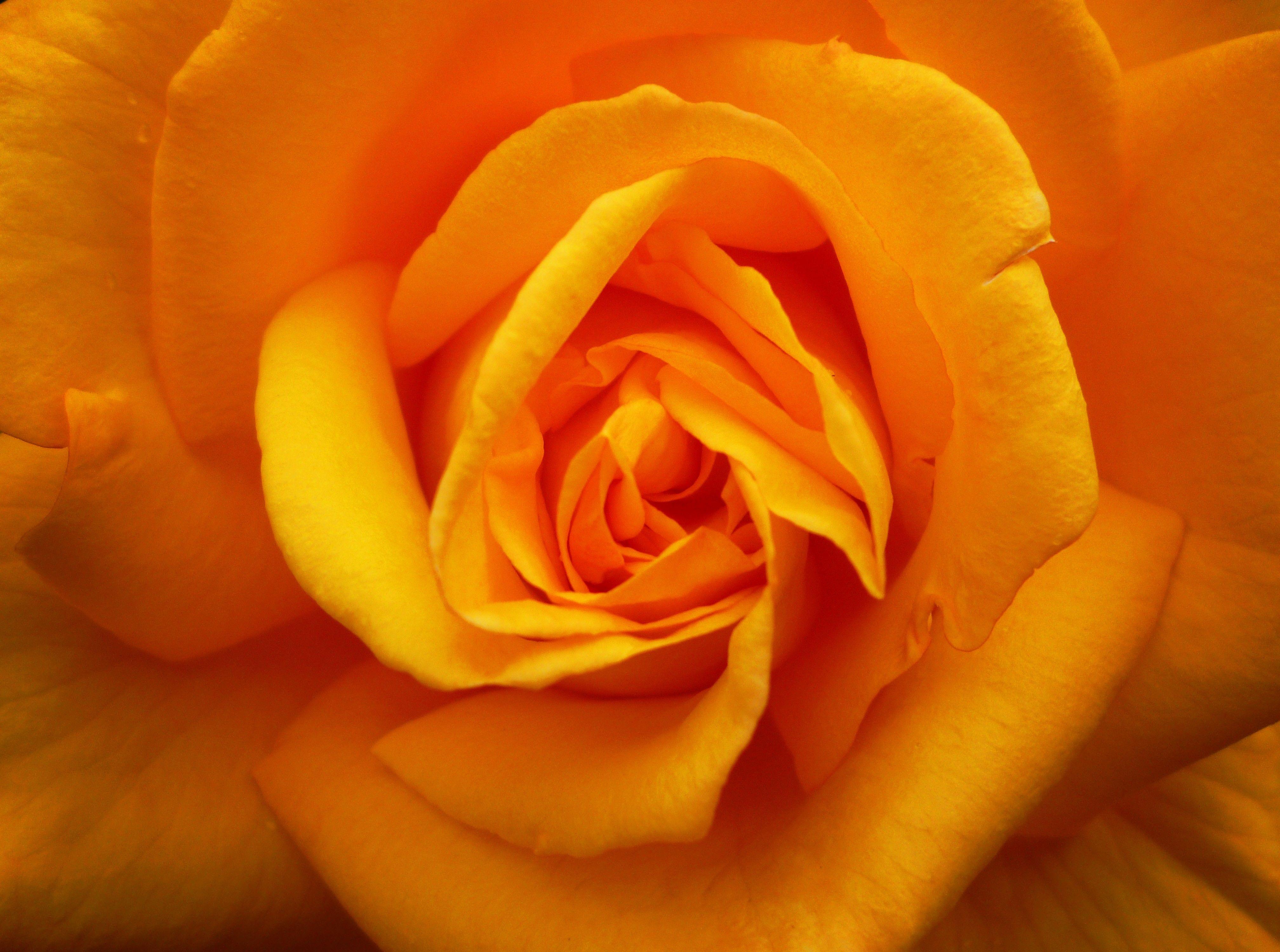 4032x3000 Flowers Macro Look Rose Orange Soul Photography Exotic Flower
