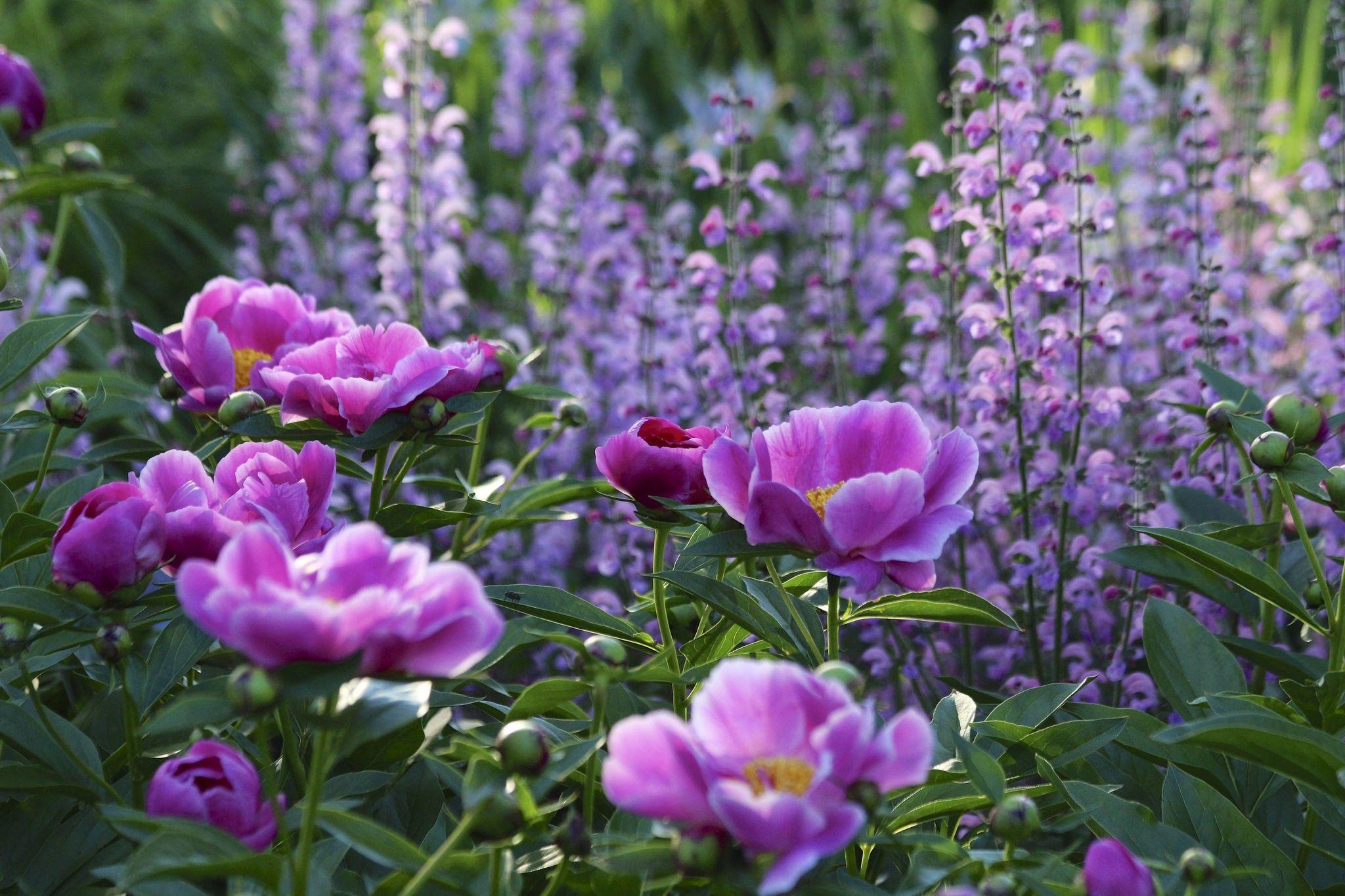 2048x1365 Flower Purple Nature Flowers Field Outdoor Exotic Wallpaper Flower