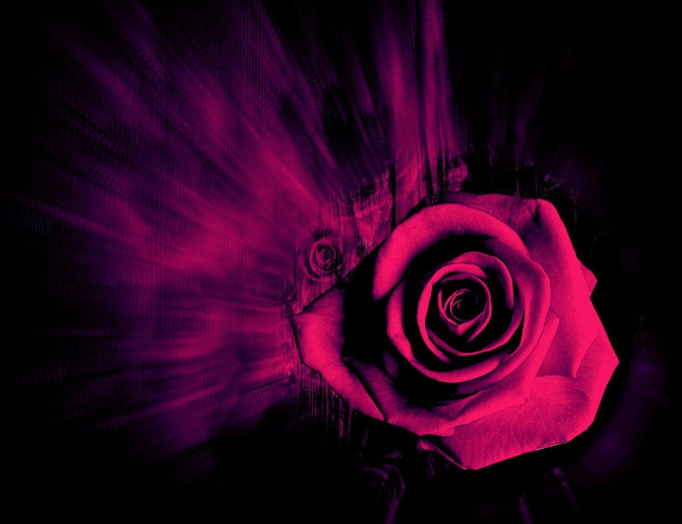 1389x1067 Flower: Rose Beauty Flowers Nature Exotic Flower Desktop Wallpaper