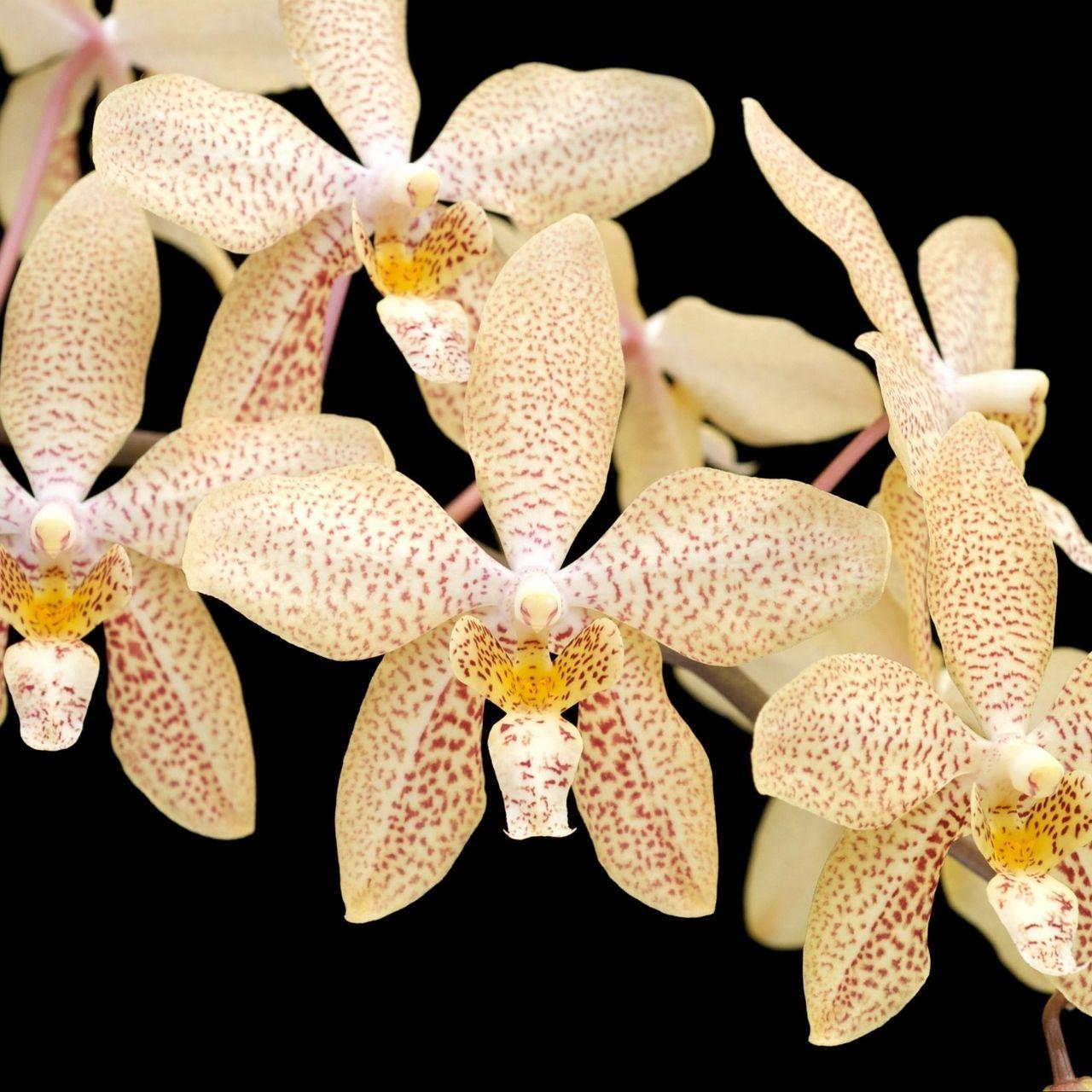 1280x1280 Download wallpaper 1280x1280 orchids, flowers, branch, black