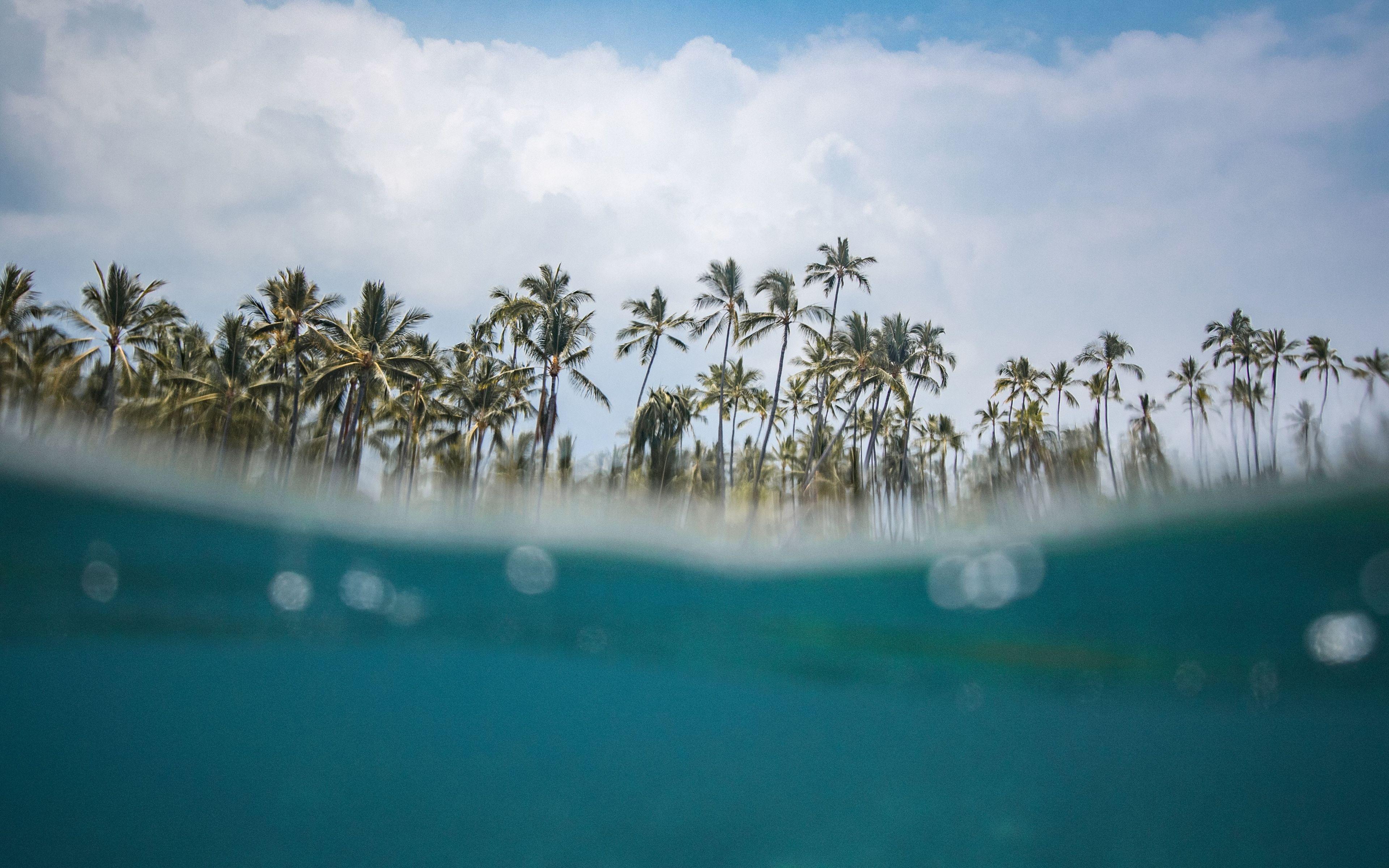 3840x2400 Download 3840x2400 wallpaper hawaii, beach, sea wave, palm trees, 4k, ultra HD 16: widescreen, 3840x2400 HD image, background, 9100