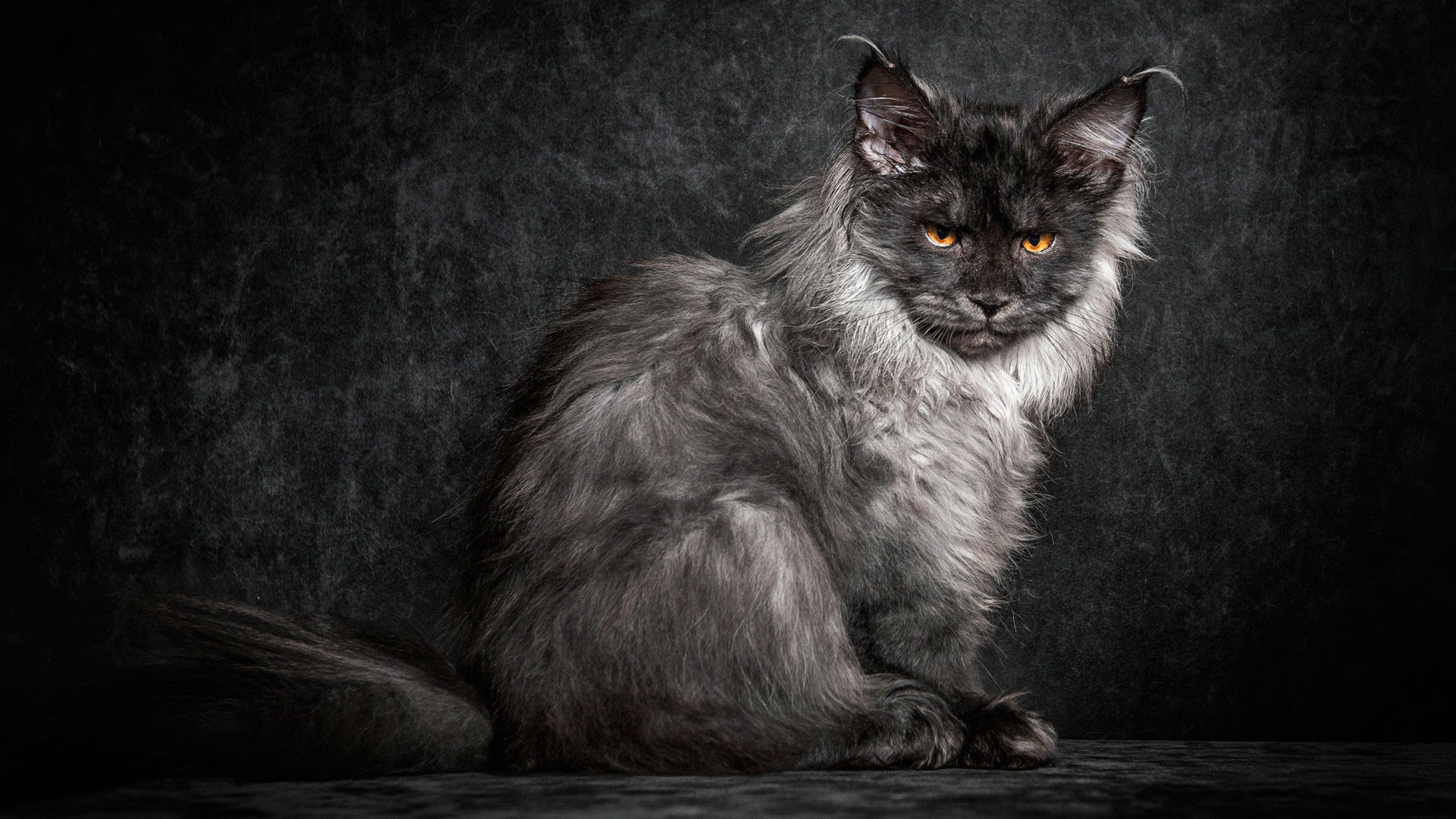 3840x2160 maine coon, cat, black 4K Wallpaper, HD Animals 4K Wallpaper, Image, Photo and Background