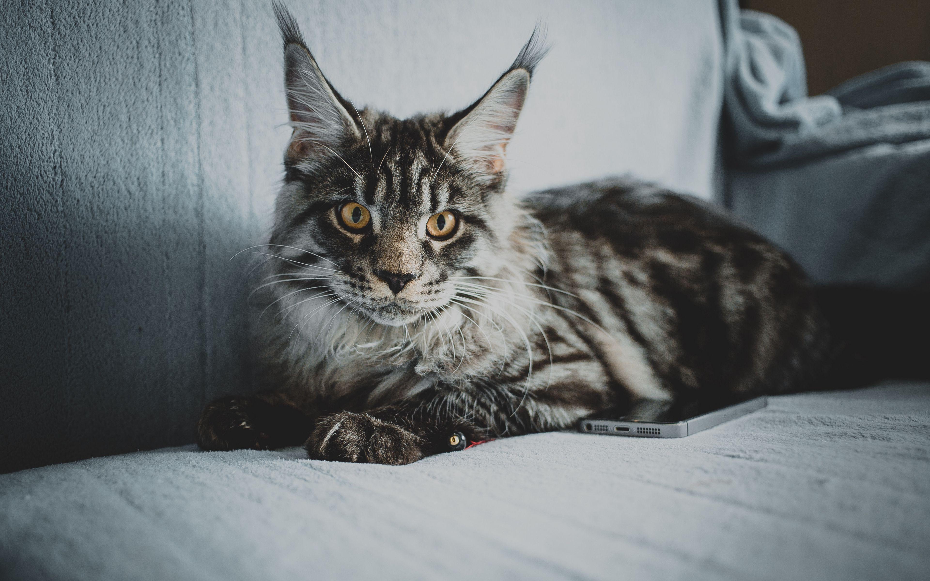 3840x2400 Download wallpaper 3840x2400 maine coon, cat, gray, glance, pet 4k ultra HD 16:10 HD background