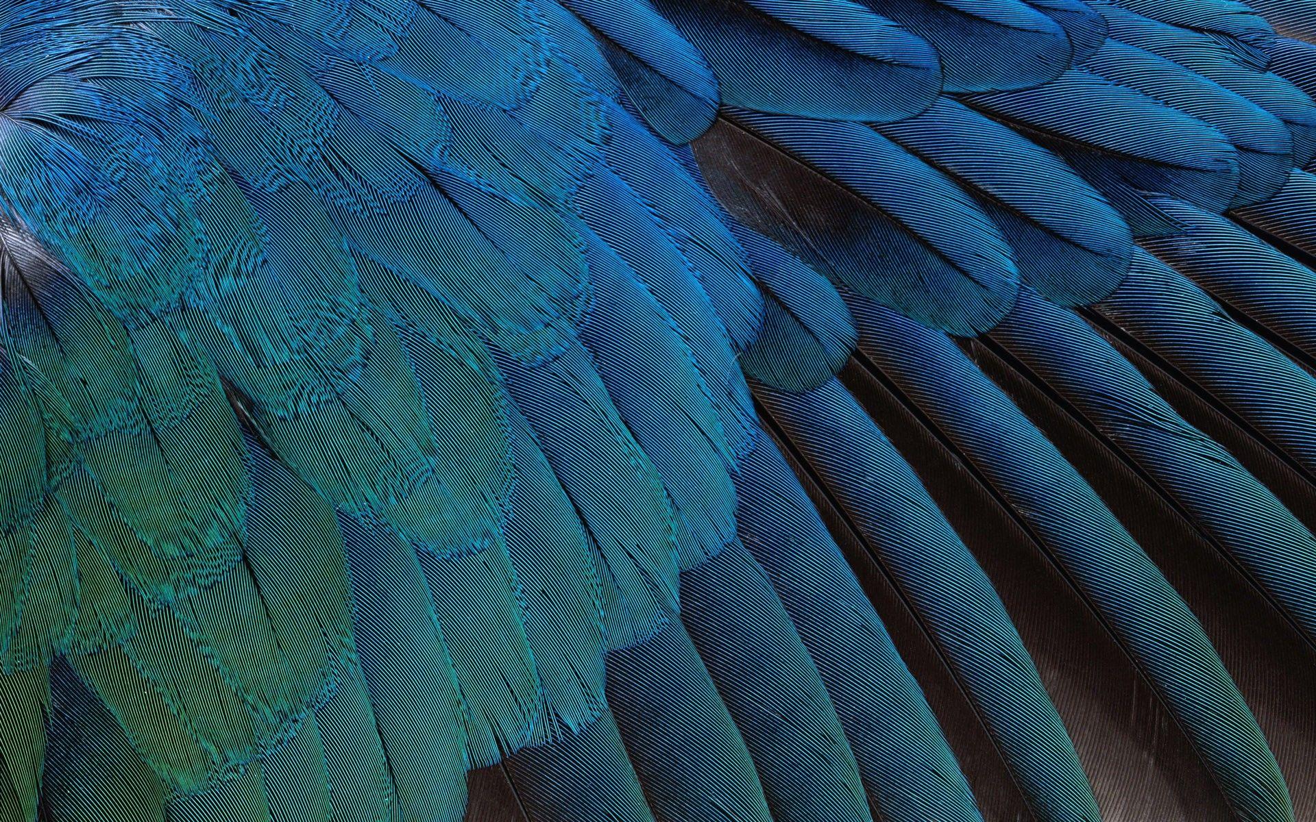 1920x1200 Birds feathers wallpaperx1200
