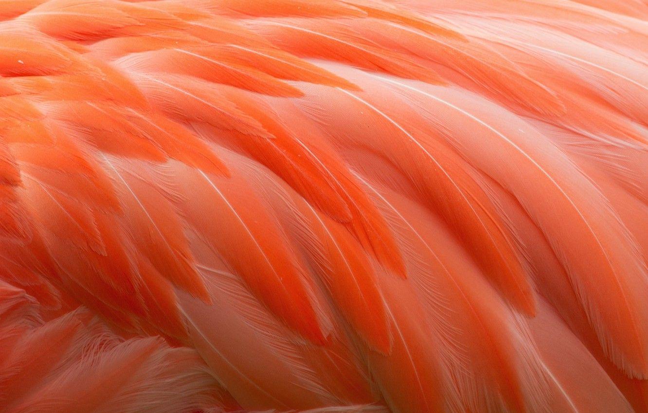 1332x850 Wallpaper bird, feathers, Flamingo image for desktop, section животные