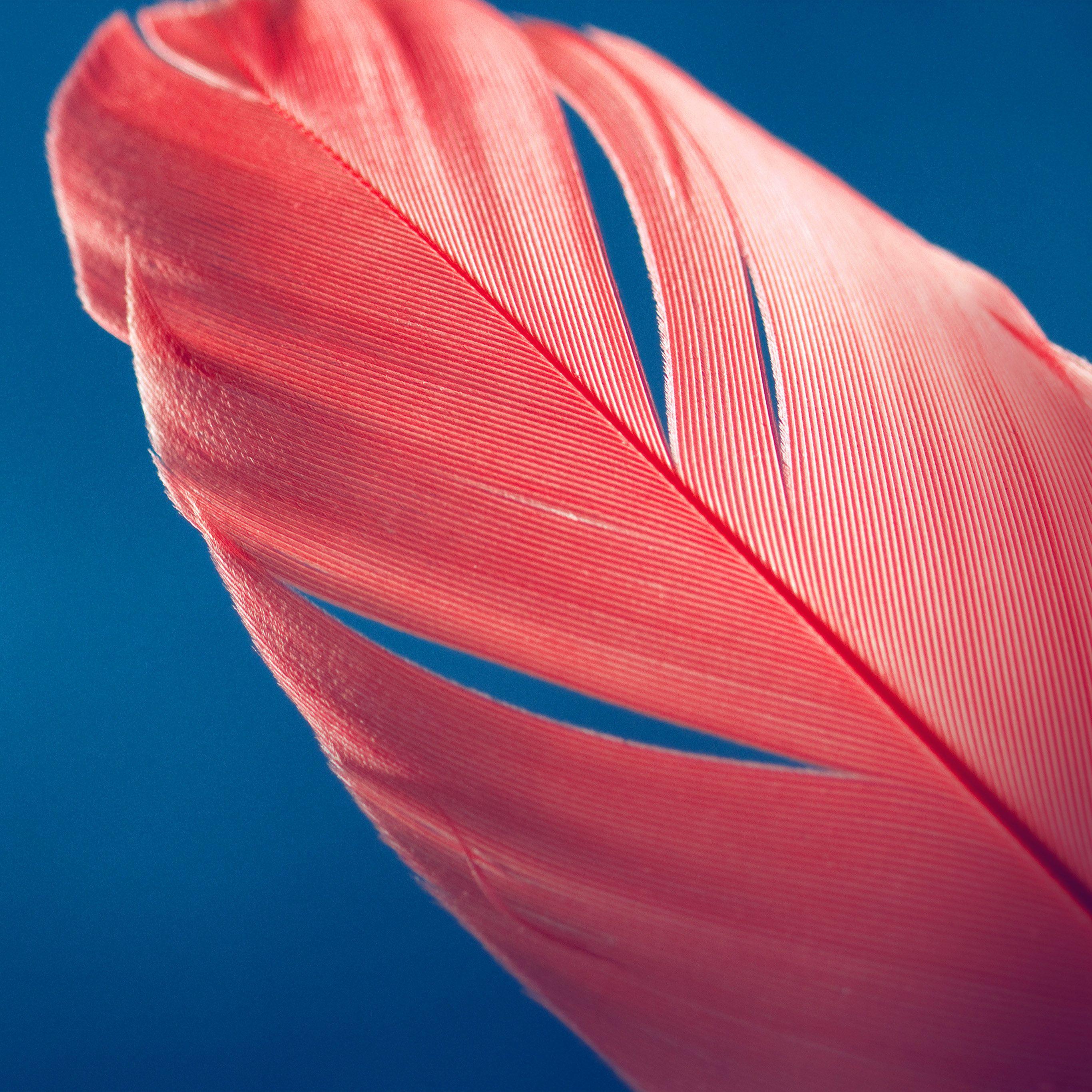 2732x2732 Moto X Style Bird Feather Pattern Blue Wallpaper