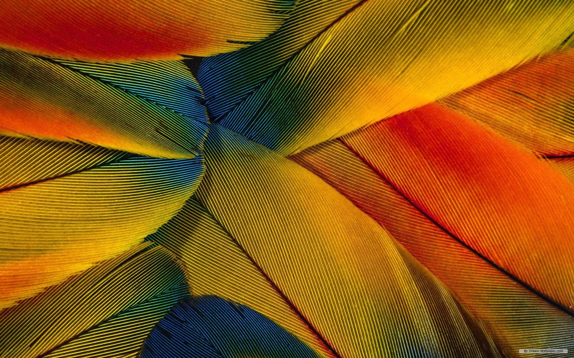 1920x1200 Free download wallpaper photography feathers background 1920x1200 [1920x1200] for your Desktop, Mobile & Tablet. Explore Bird Feather Wallpaper. Peacock Feather Wallpaper, Peacock Feather Wallpaper for Walls, Feather Wallpaper