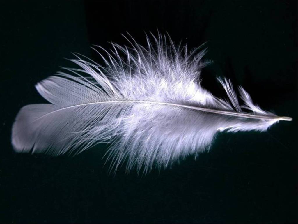1024x768 Feather wallpaperx768