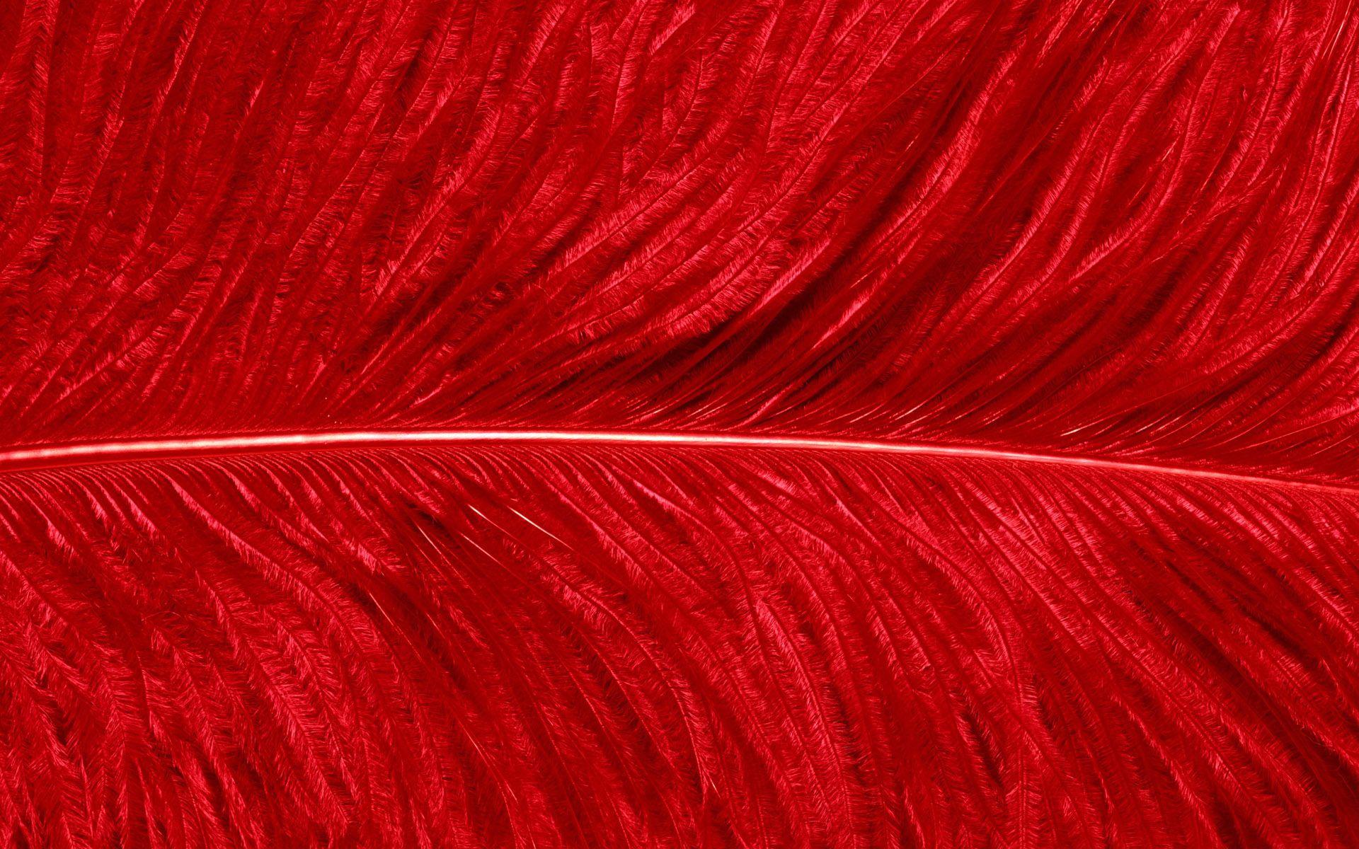 1920x1200 red, Birds, Textures, Parrots, Feathers Wallpaper HD / Desktop and Mobile Background