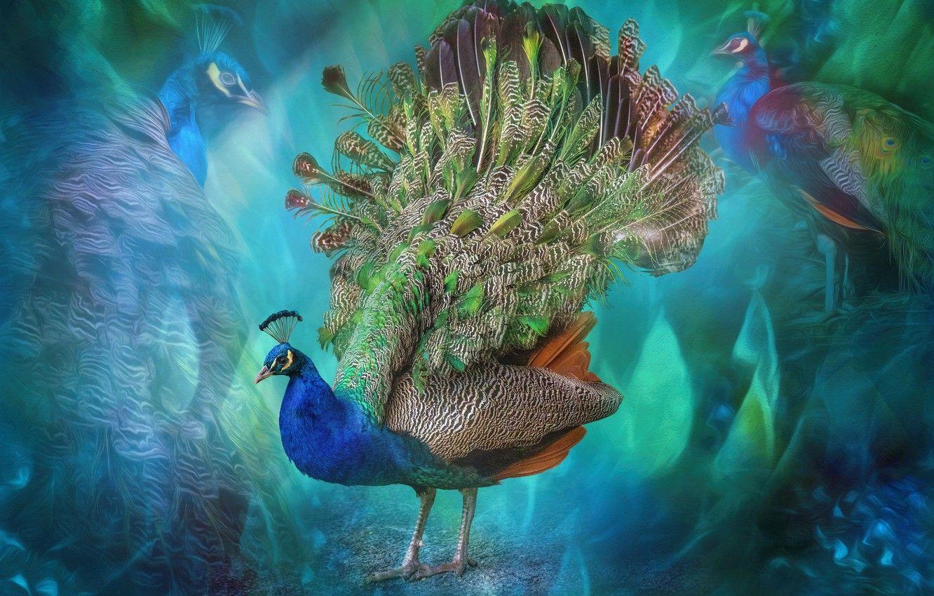 1332x850 Wallpaper abstraction, bird, feathers, tail, peacock image for desktop, section животные
