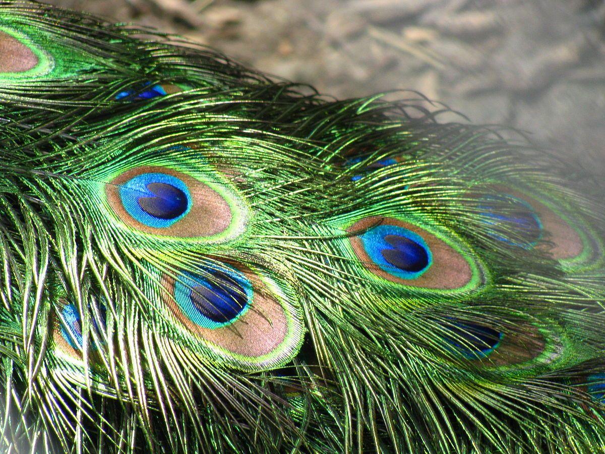 1200x900 Structural coloration